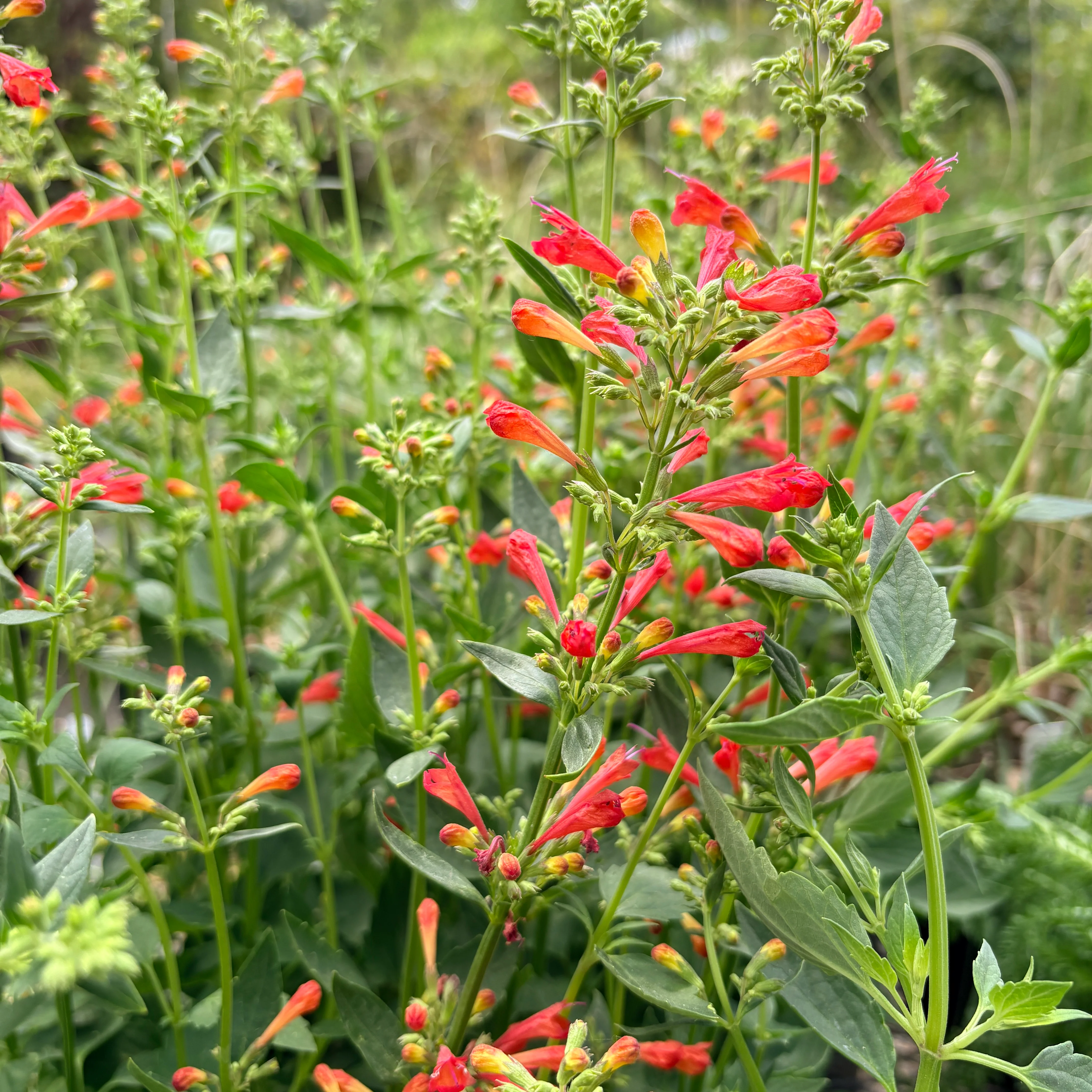 *RETAIL - Agastache 'Kudos Red'
