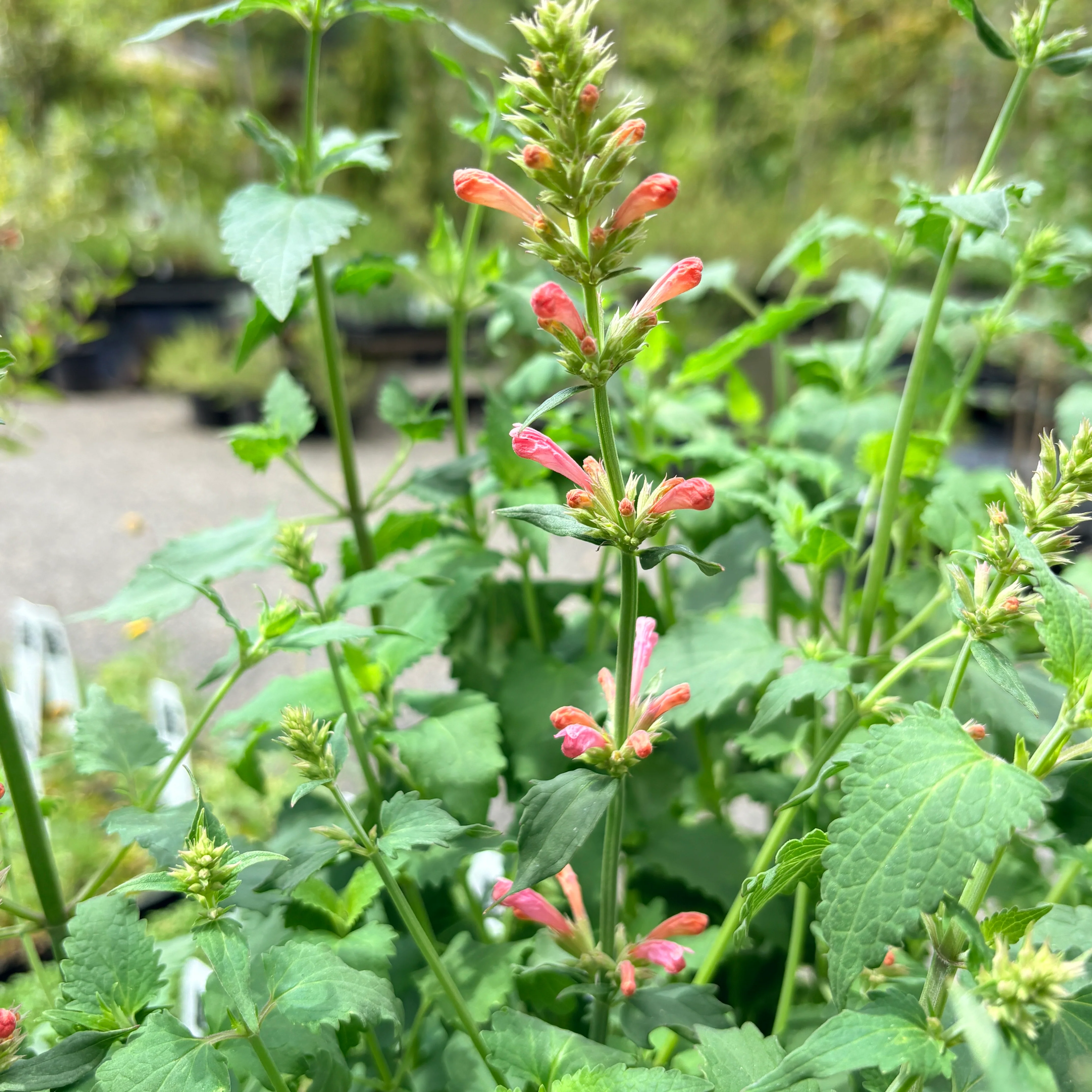 *RETAIL - Agastache 'Pink Pearl' - Image 3