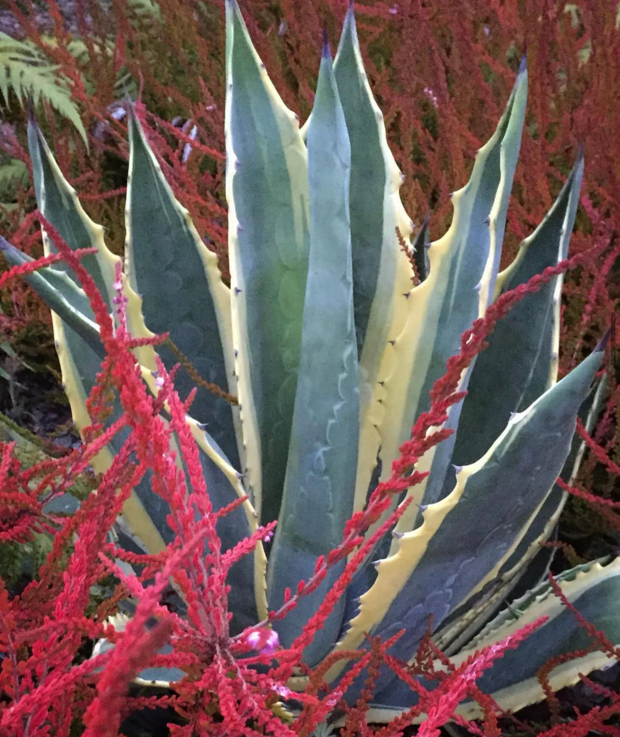 *RETAIL - Agave americana 'Opal'