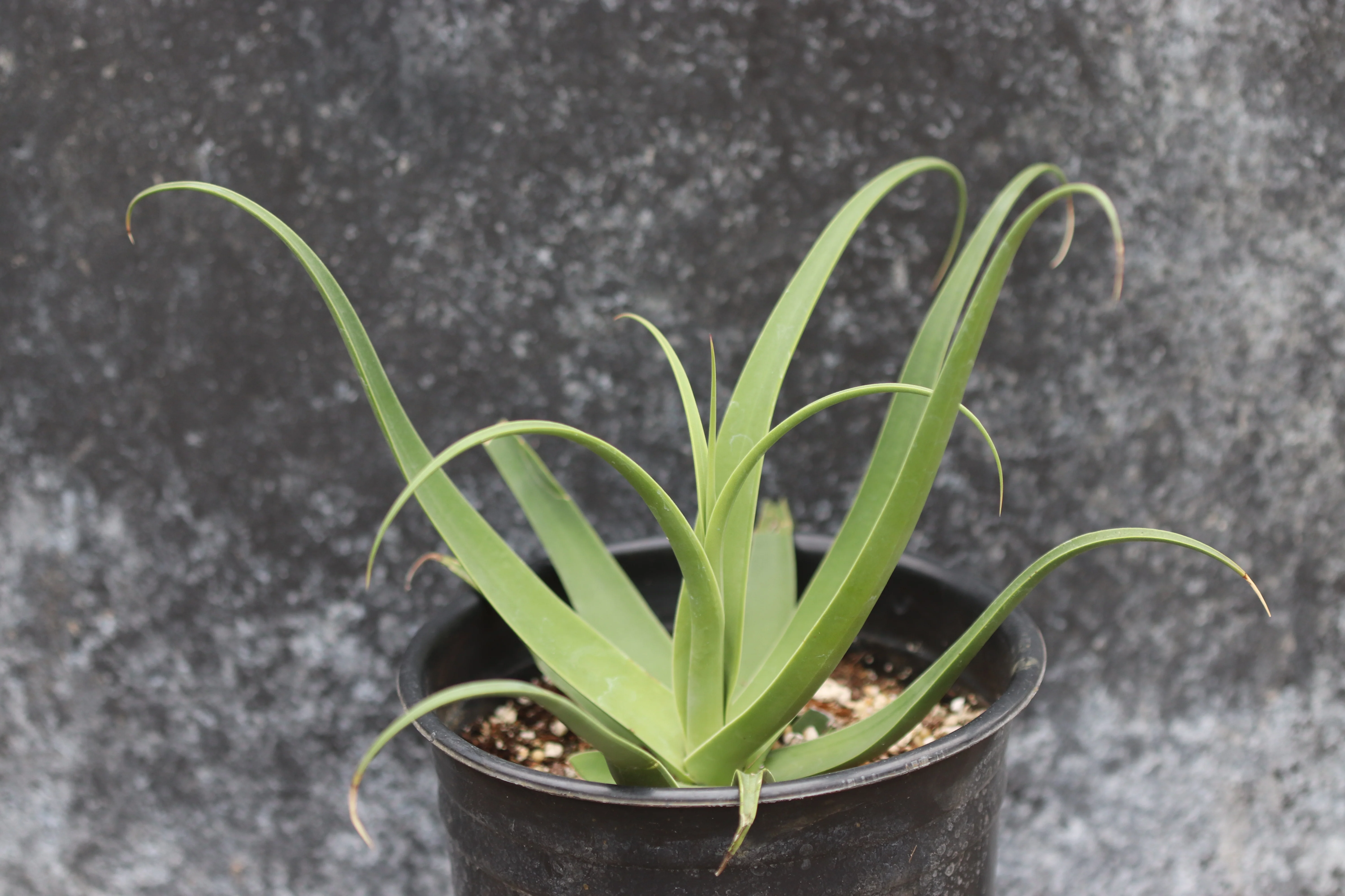 *RETAIL - Agave bracteosa 'Calamar'