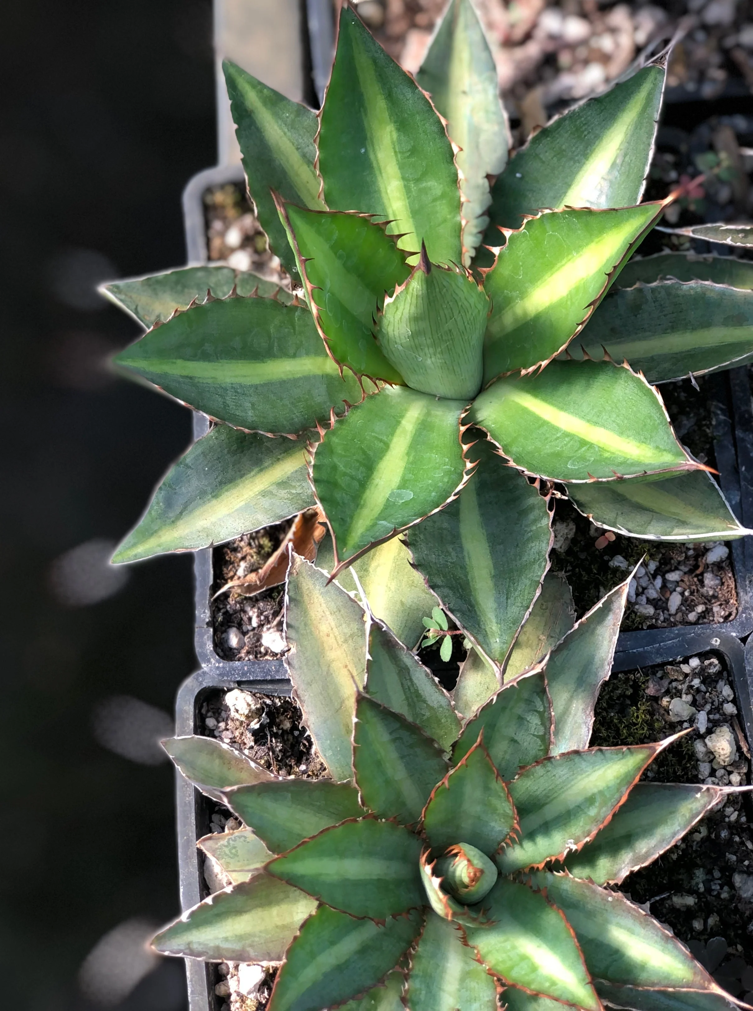 *RETAIL - Agave lophantha 'Splendida'