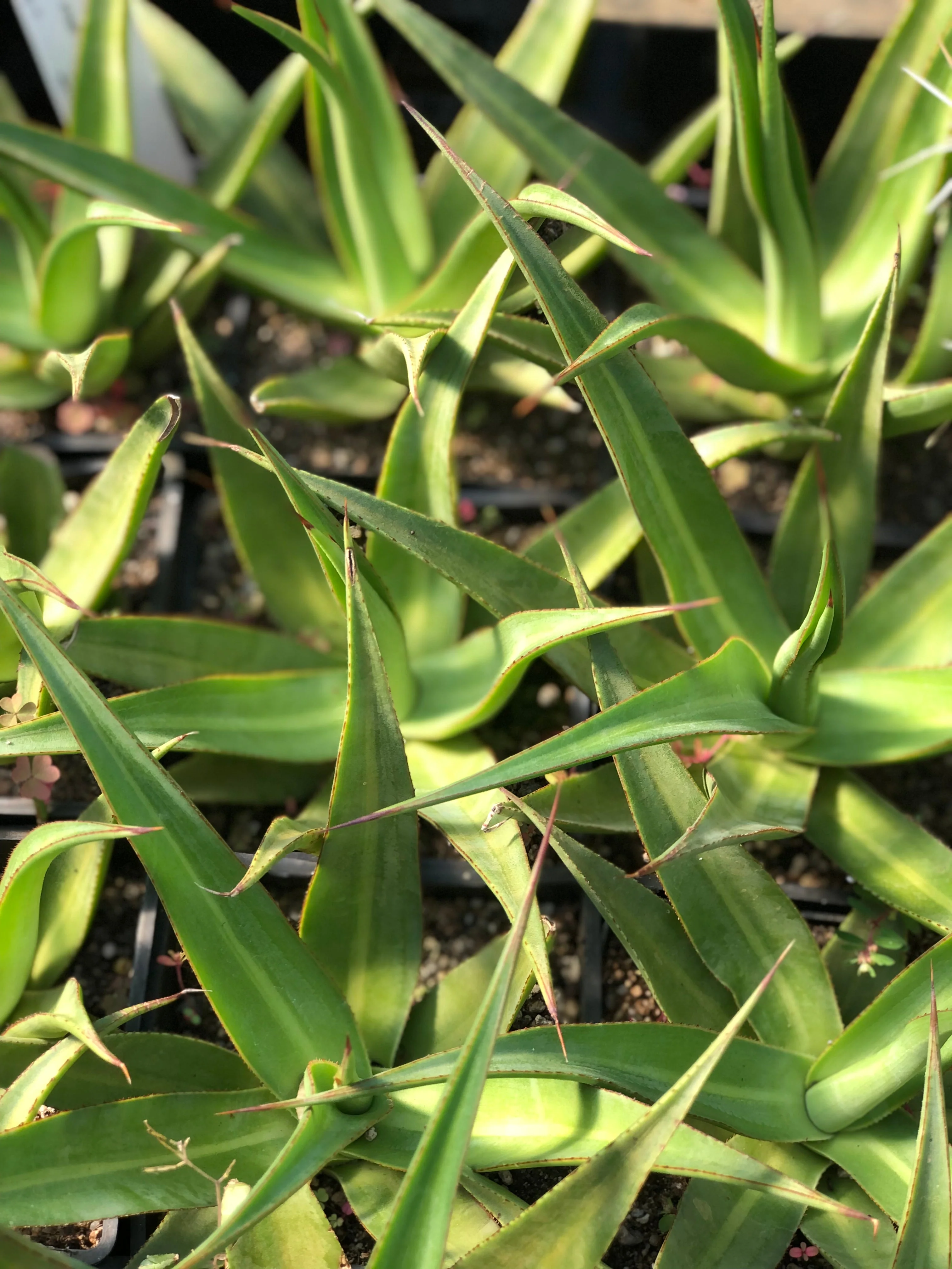 *RETAIL - Agave 'Mateo'