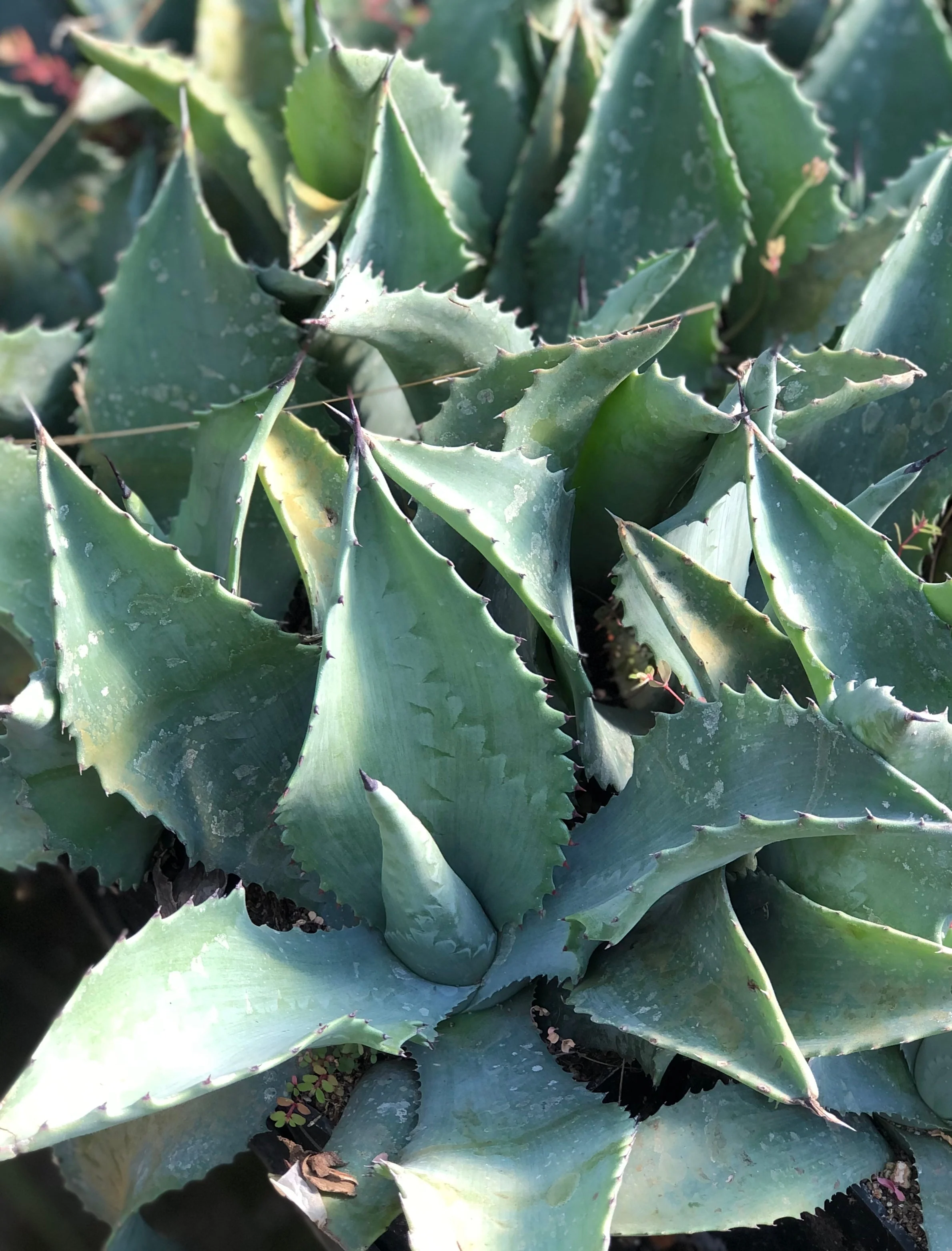 *RETAIL - Agave 'Mr Ripple' - Image 2