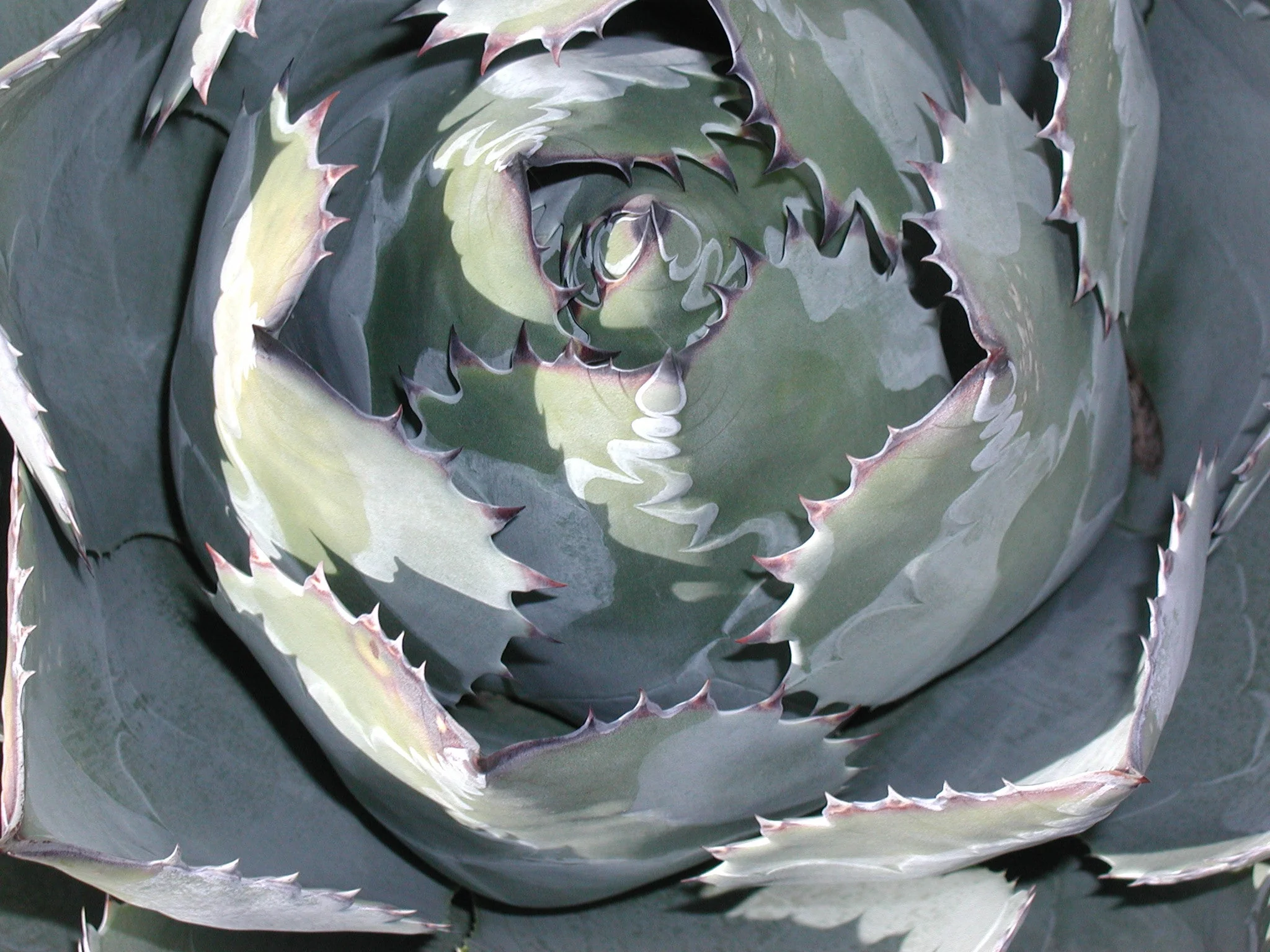 *RETAIL - Agave parrasana 'Triumphant' - Image 2