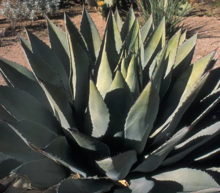 *RETAIL - Agave parryi var. huachucensis
