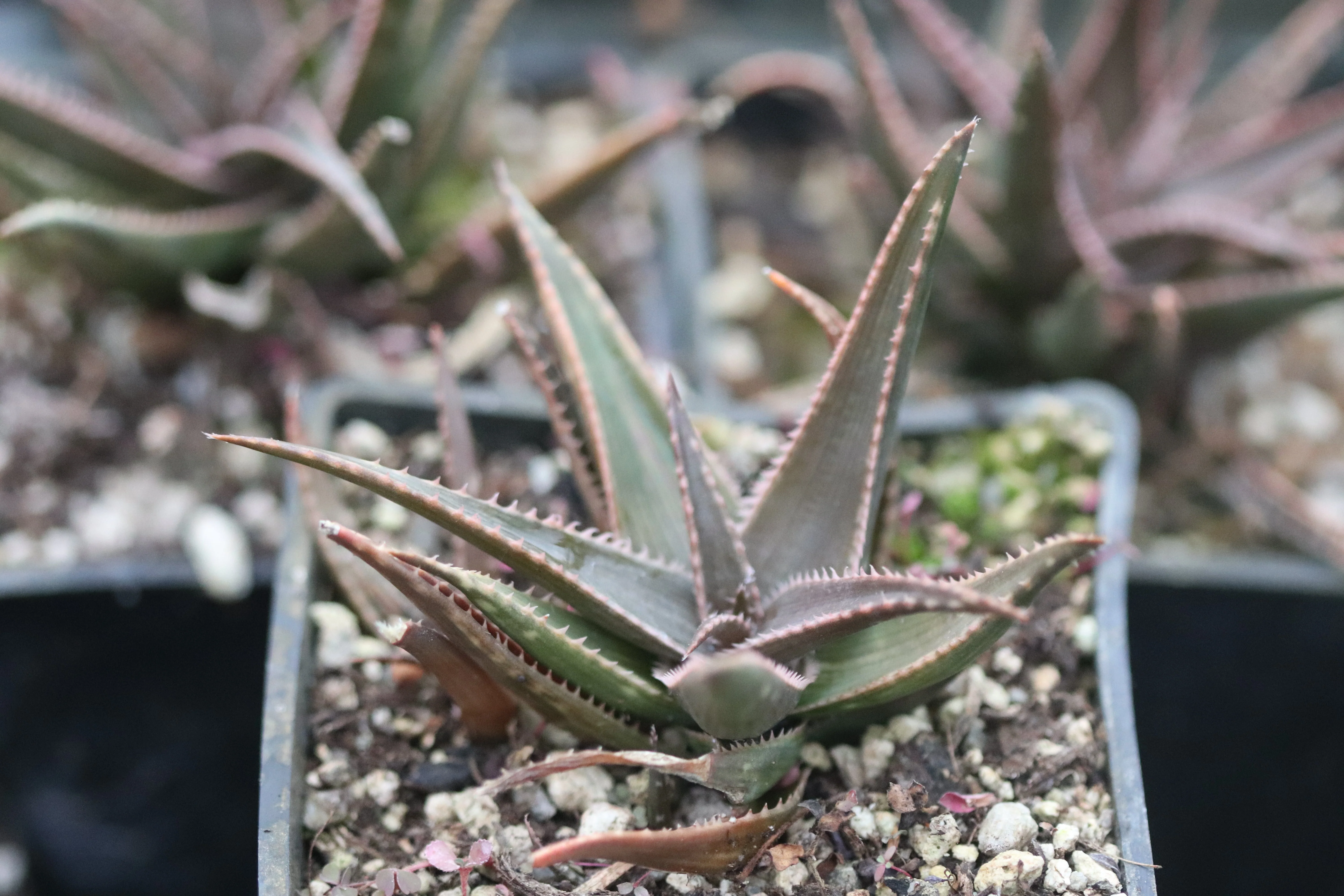 *RETAIL - Aloe 'Brass Hat'