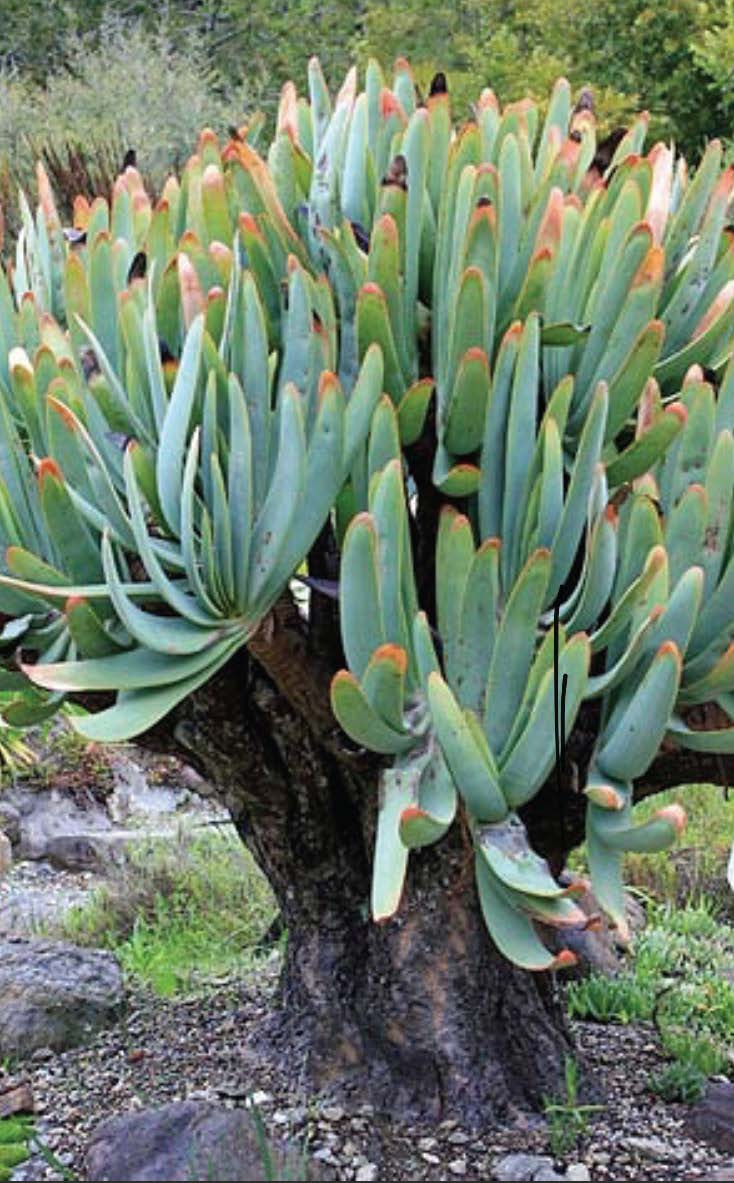 *RETAIL - Aloe plicatilis