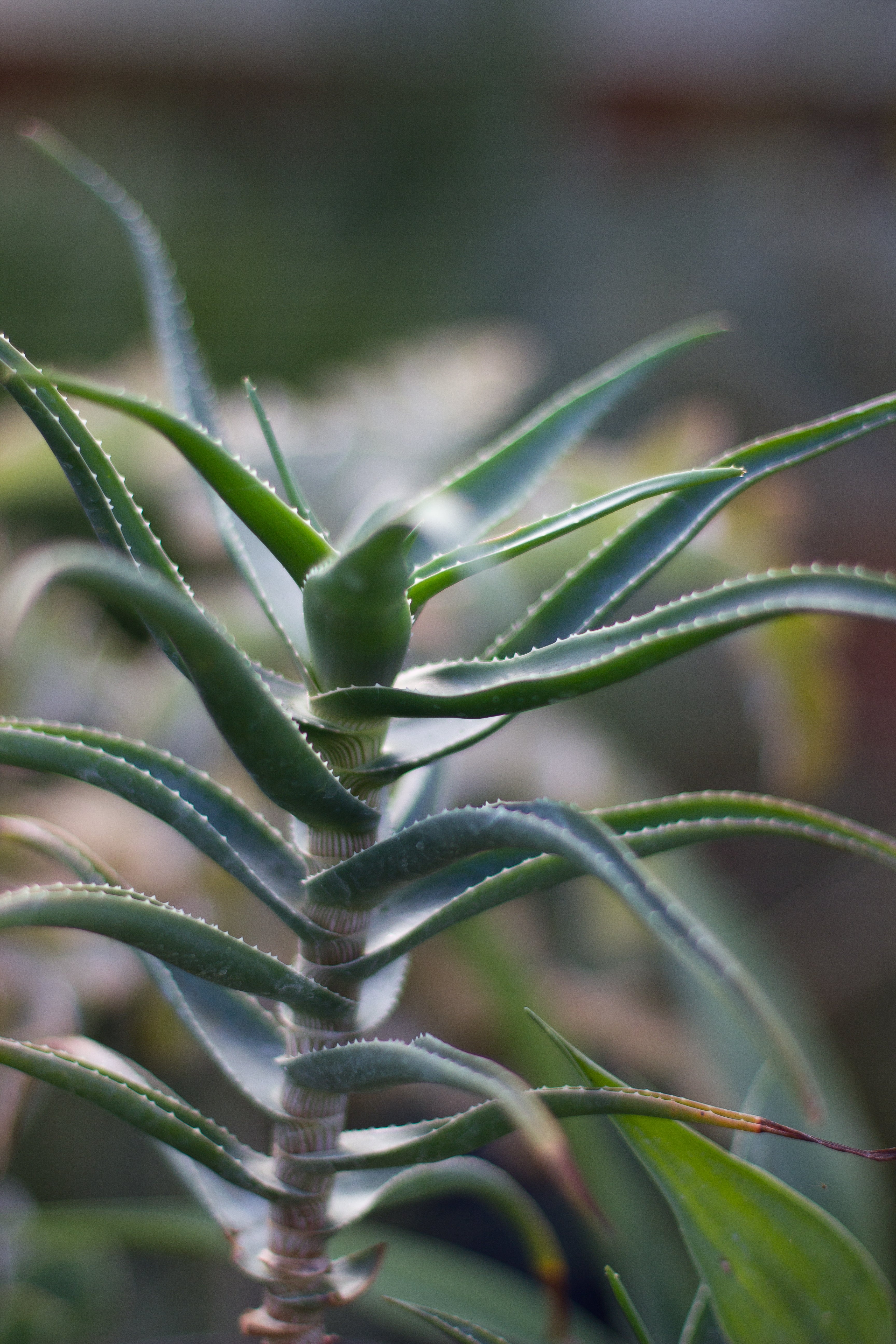 *RETAIL - Aloe striatula - Image 3