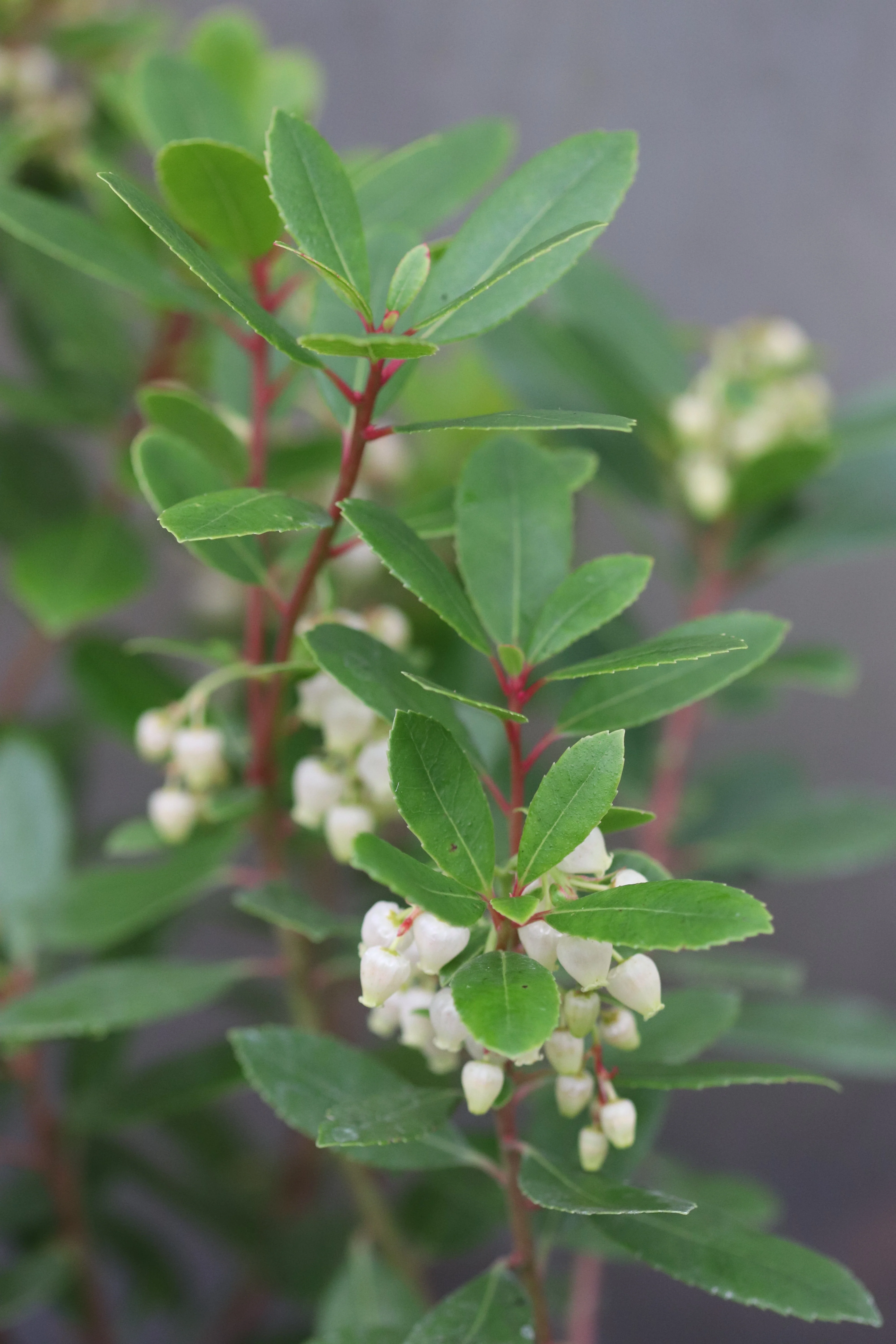 *RETAIL - Arbutus x 'Northwood' - Image 2