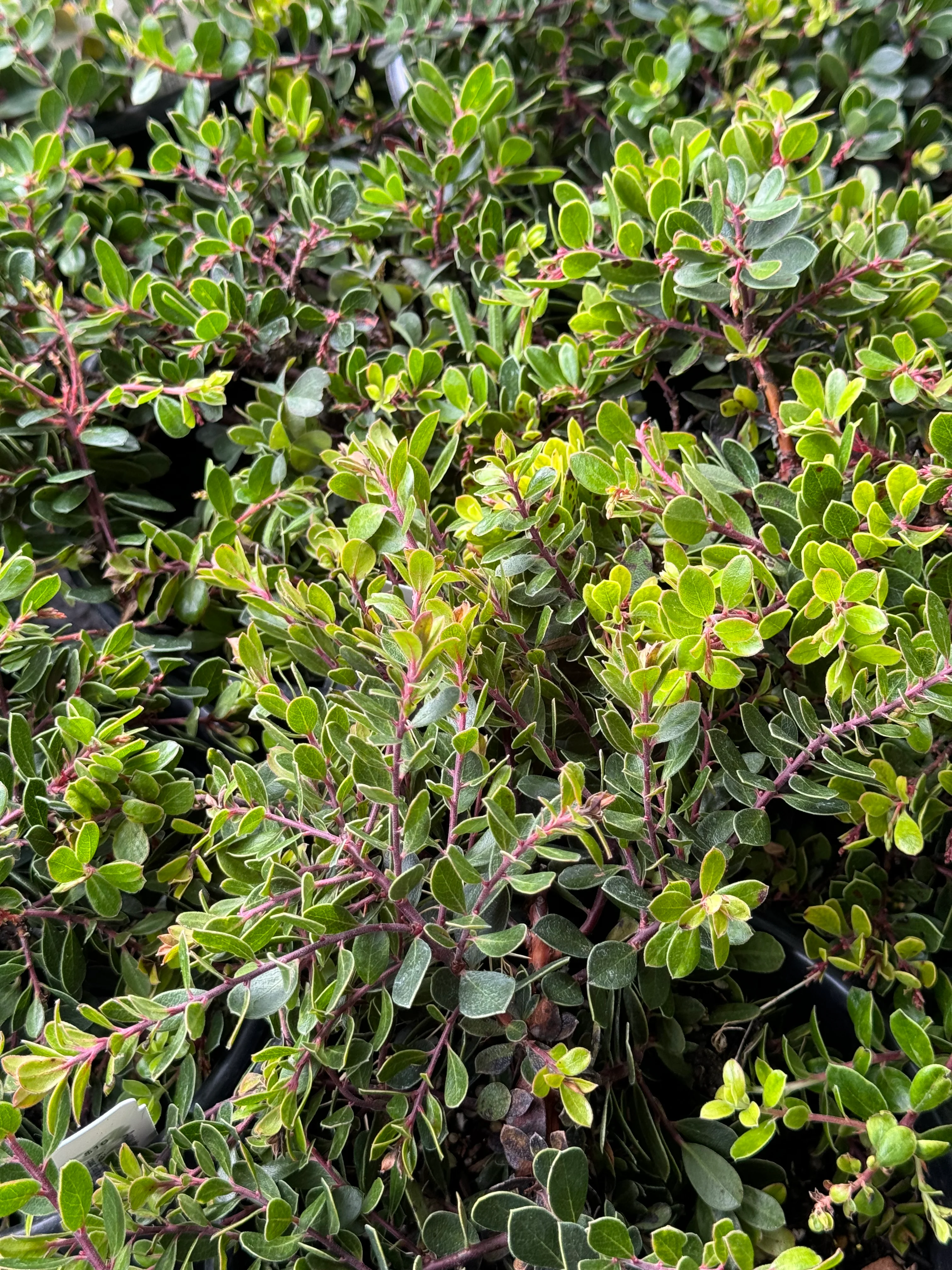 *RETAIL - Arctostaphylos 'Emerald Carpet' - Image 2