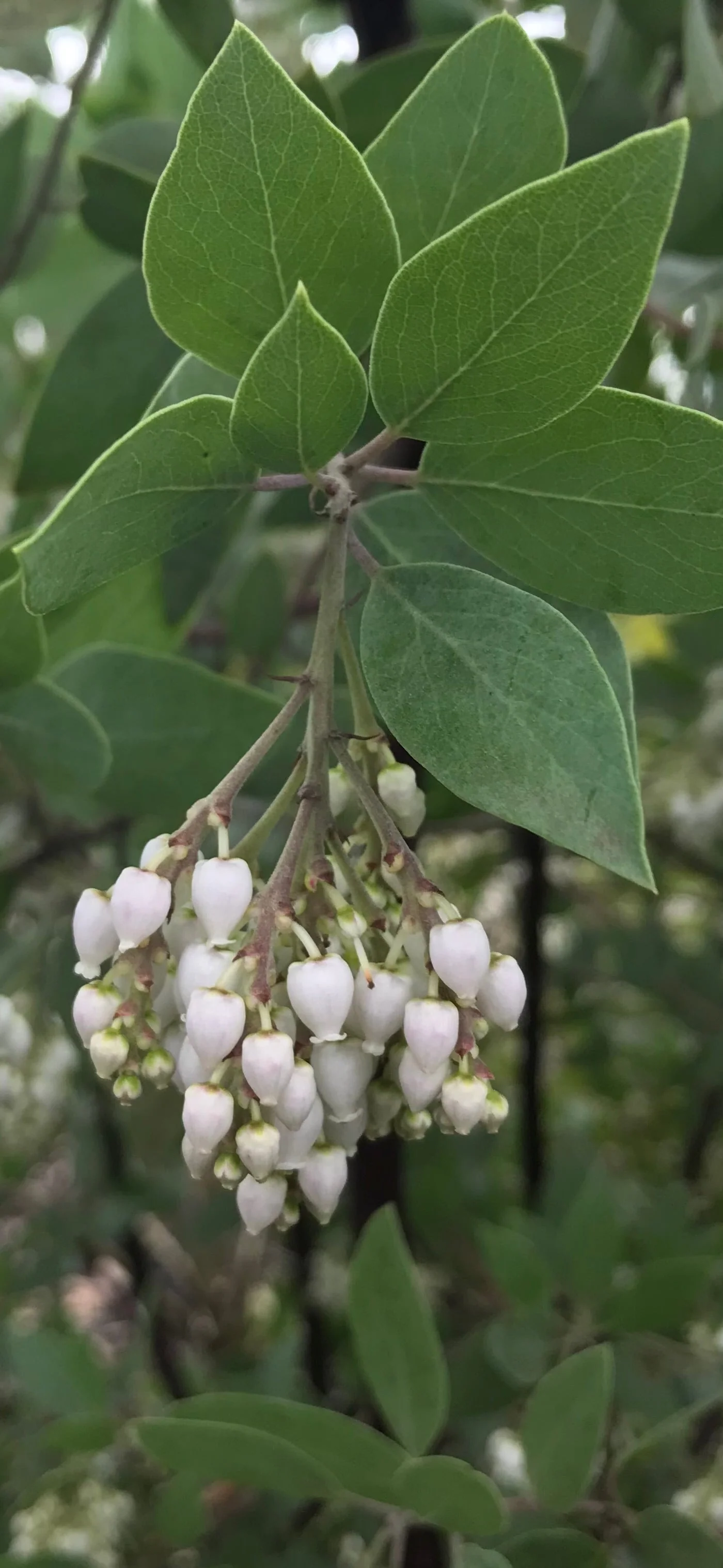 *RETAIL - Arctostaphylos manzanita 'Ishi Pishi'