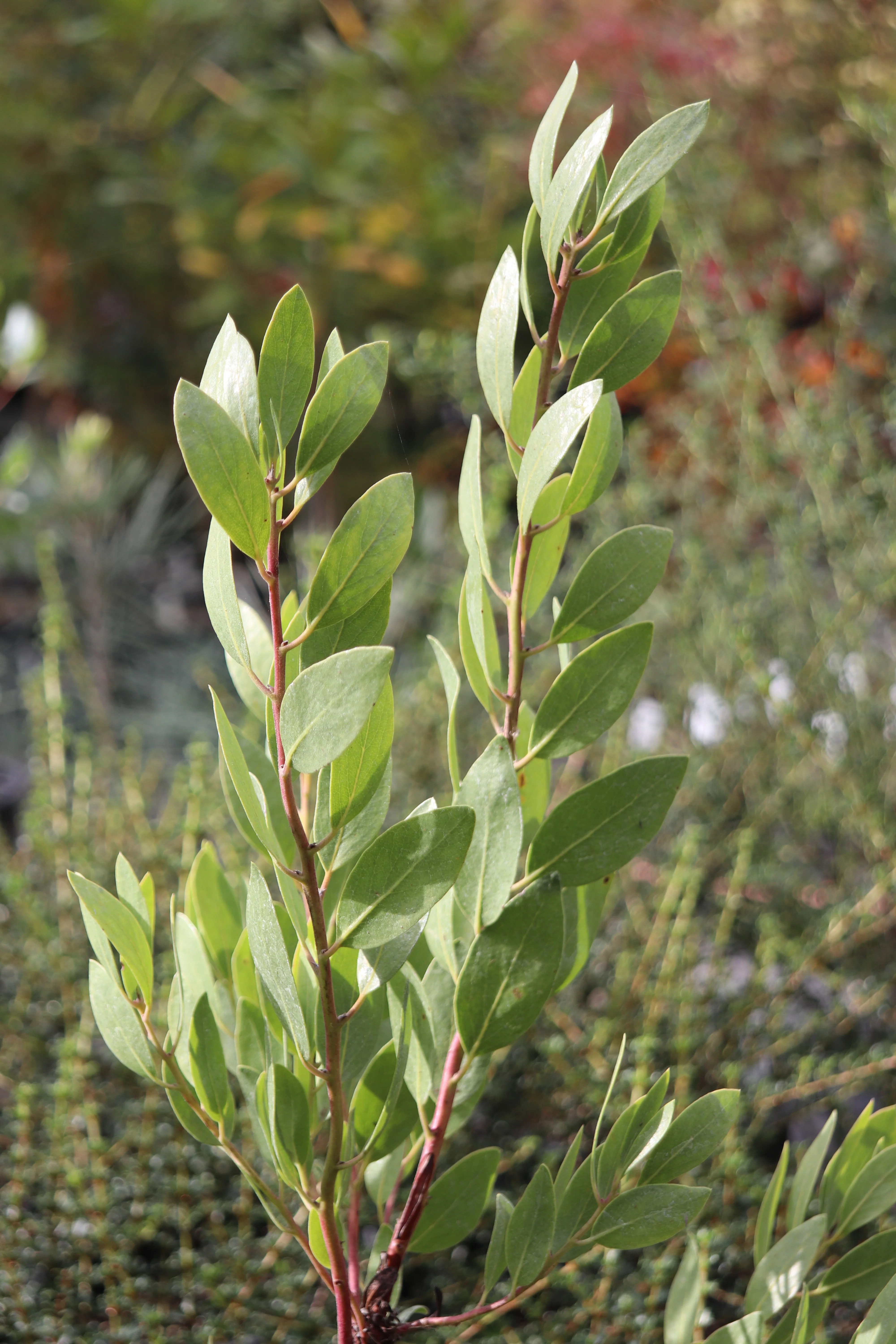 *RETAIL - Arctostaphylos manzanita 'Ishi Pishi Sister'