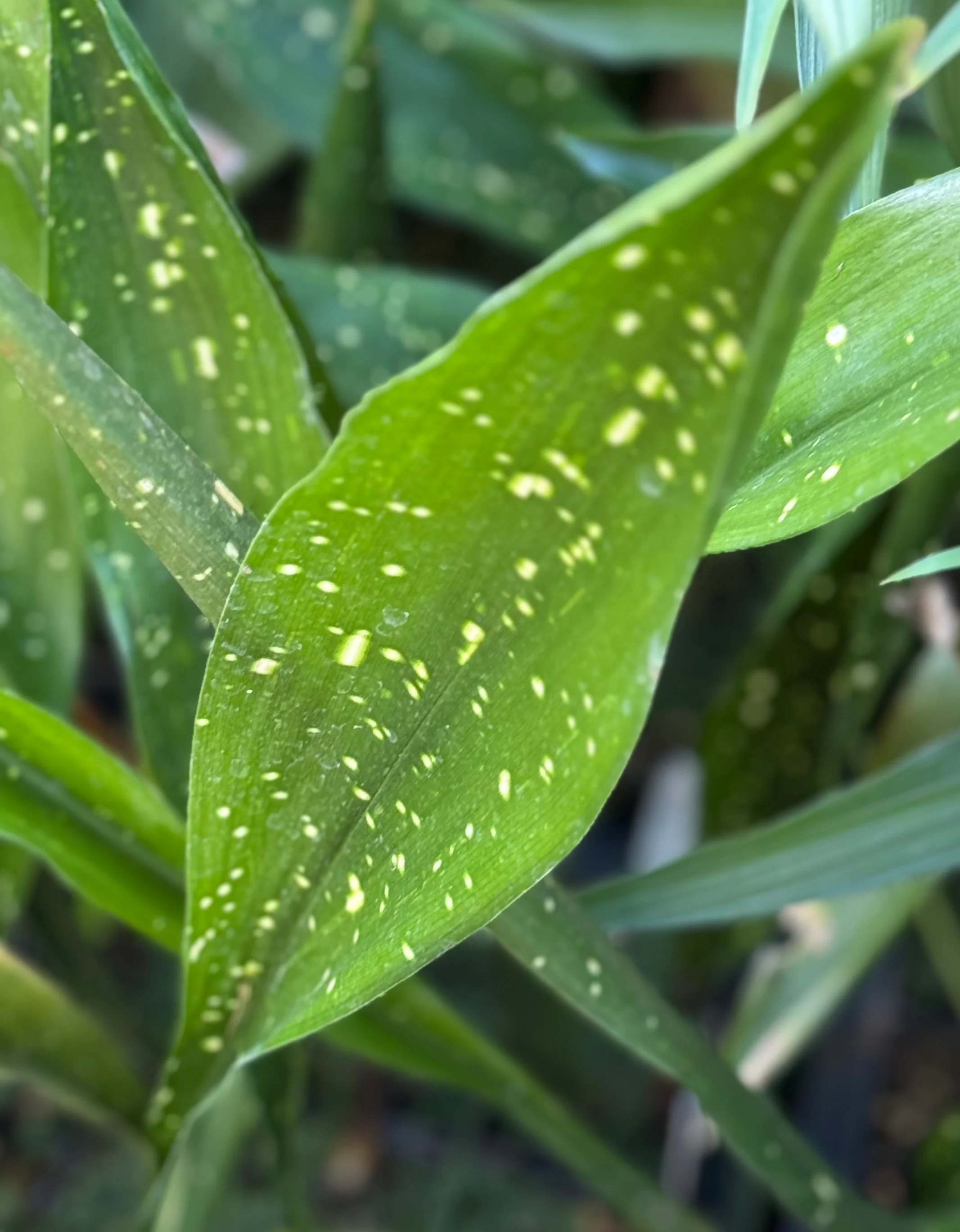 *RETAIL - Aspidistra lurida 'Ginga' - Image 3