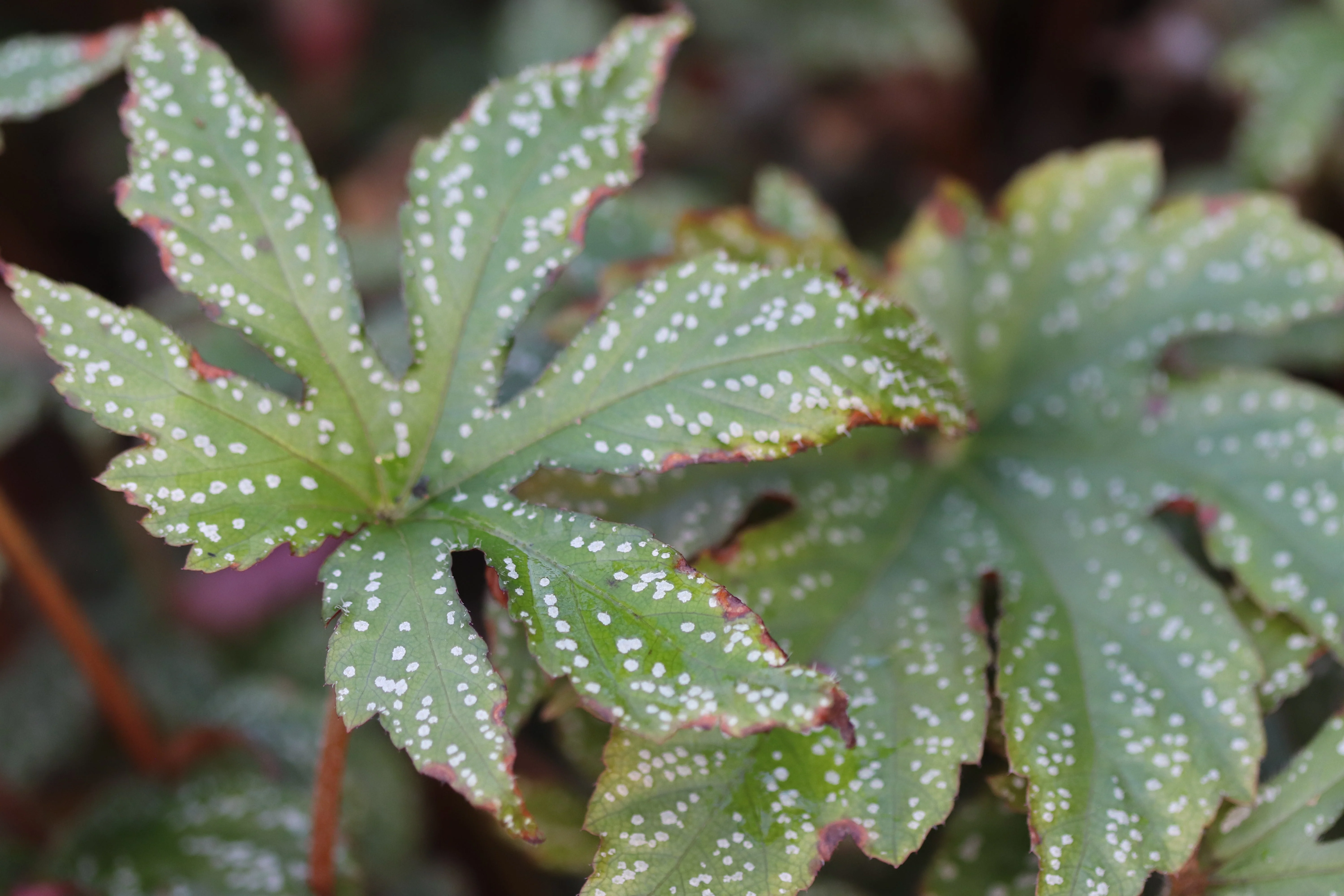 *RETAIL - Begonia circumlobata 'Chandler's Hardy' - Image 2