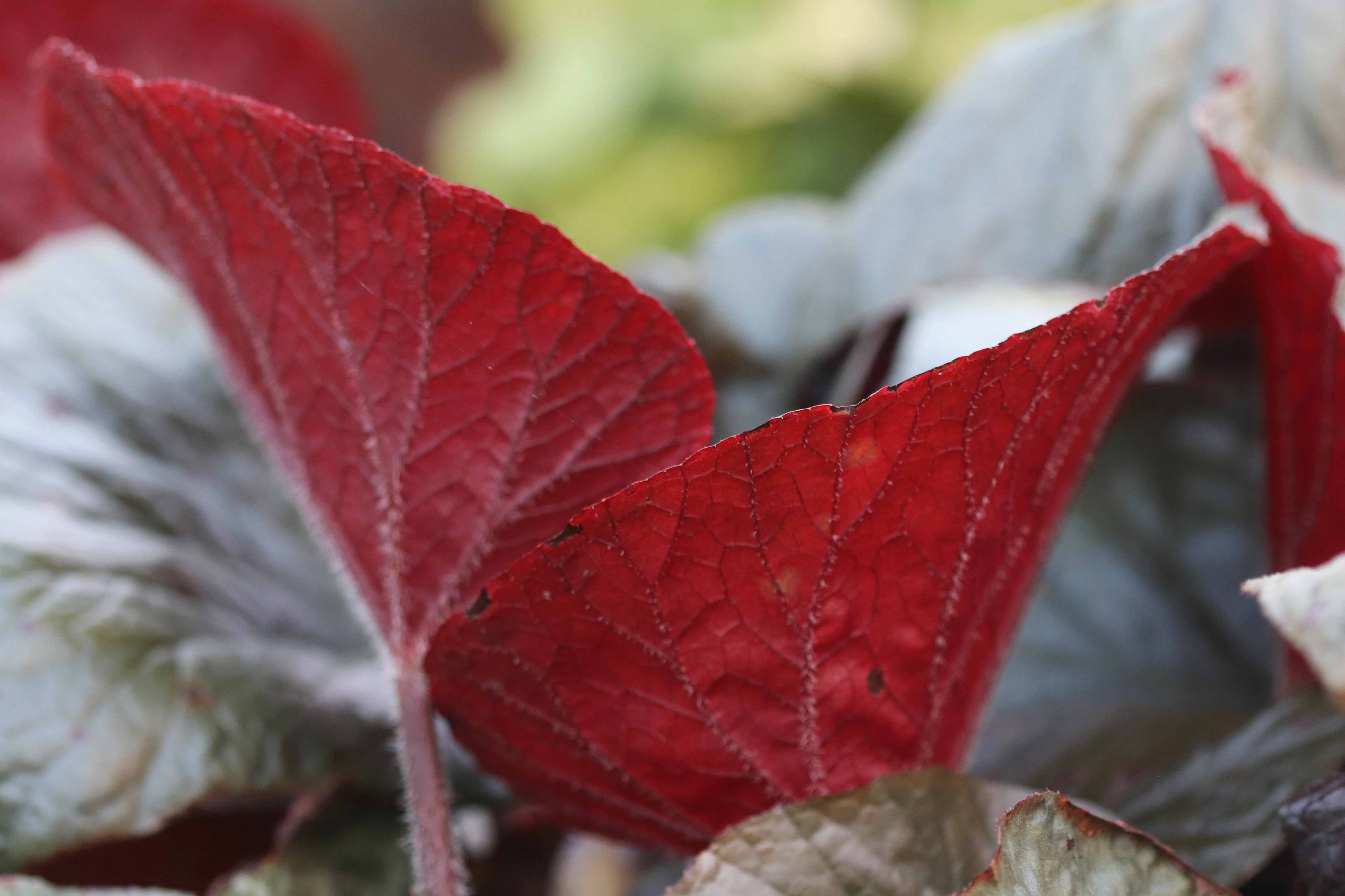 *RETAIL - Begonia 'Cotes de Castillon' - Image 2