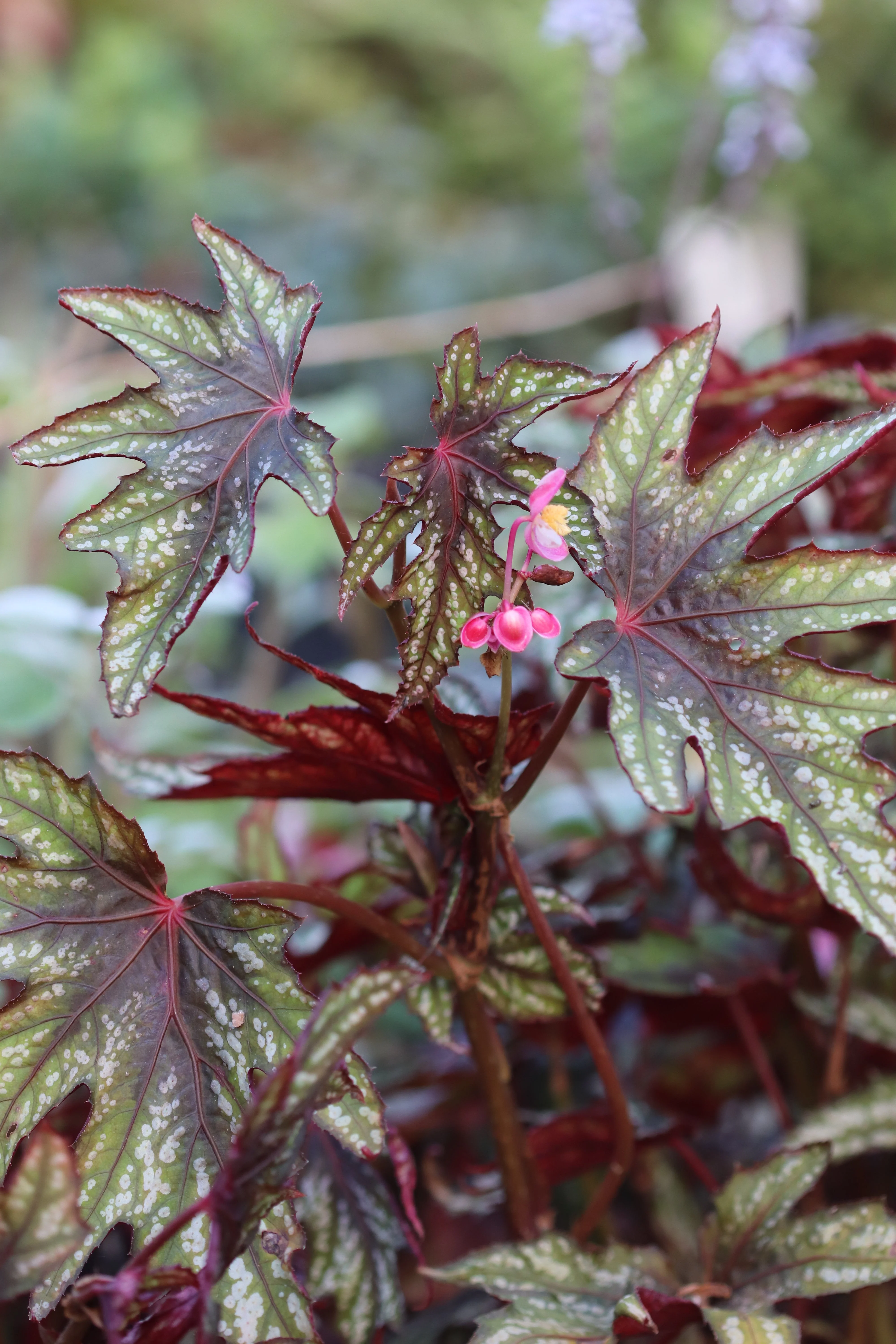 *RETAIL - Begonia 'Mr. O'Flaherty' - Image 3