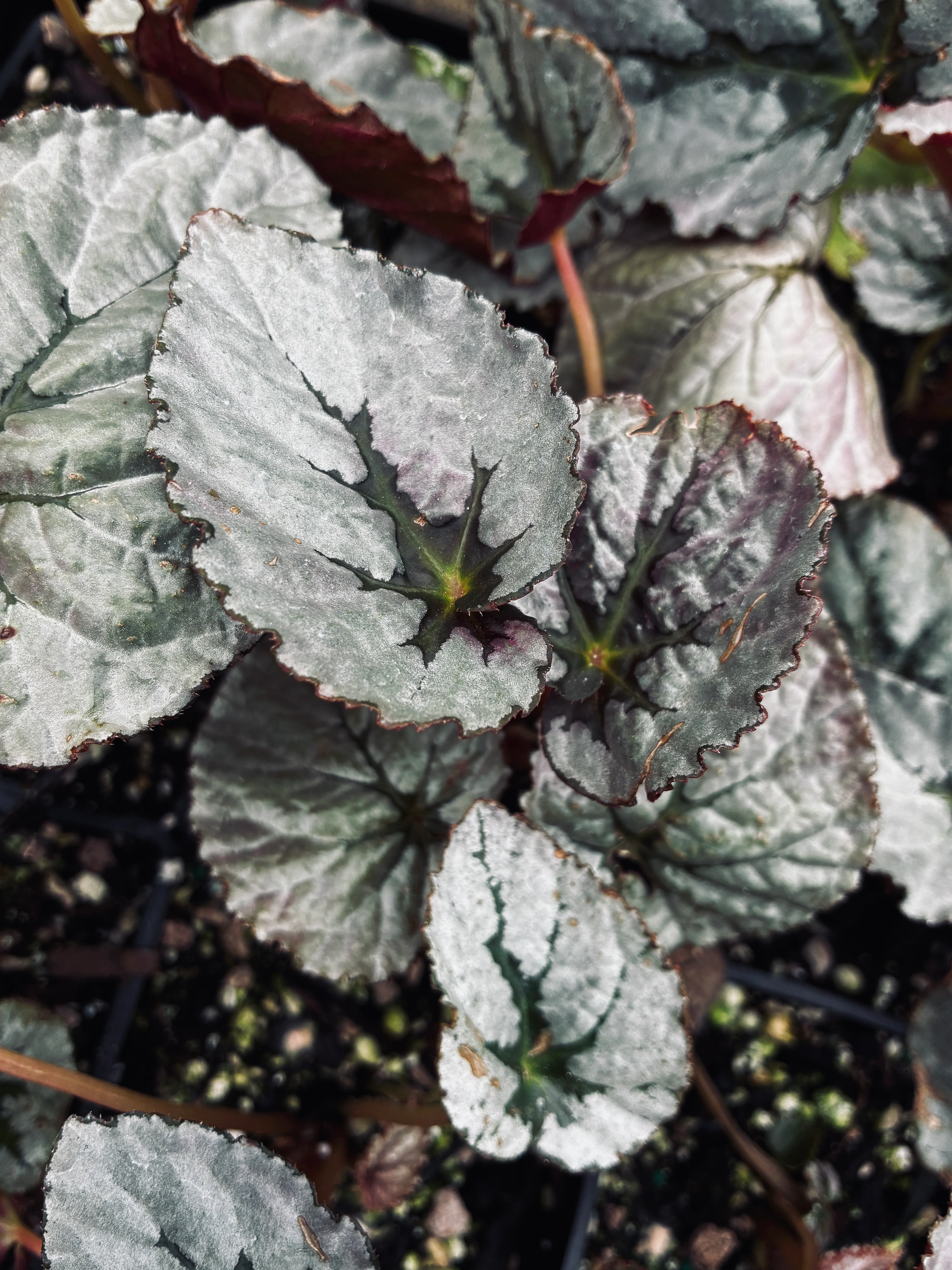 *RETAIL - Begonia Silver™ 'Treasure'