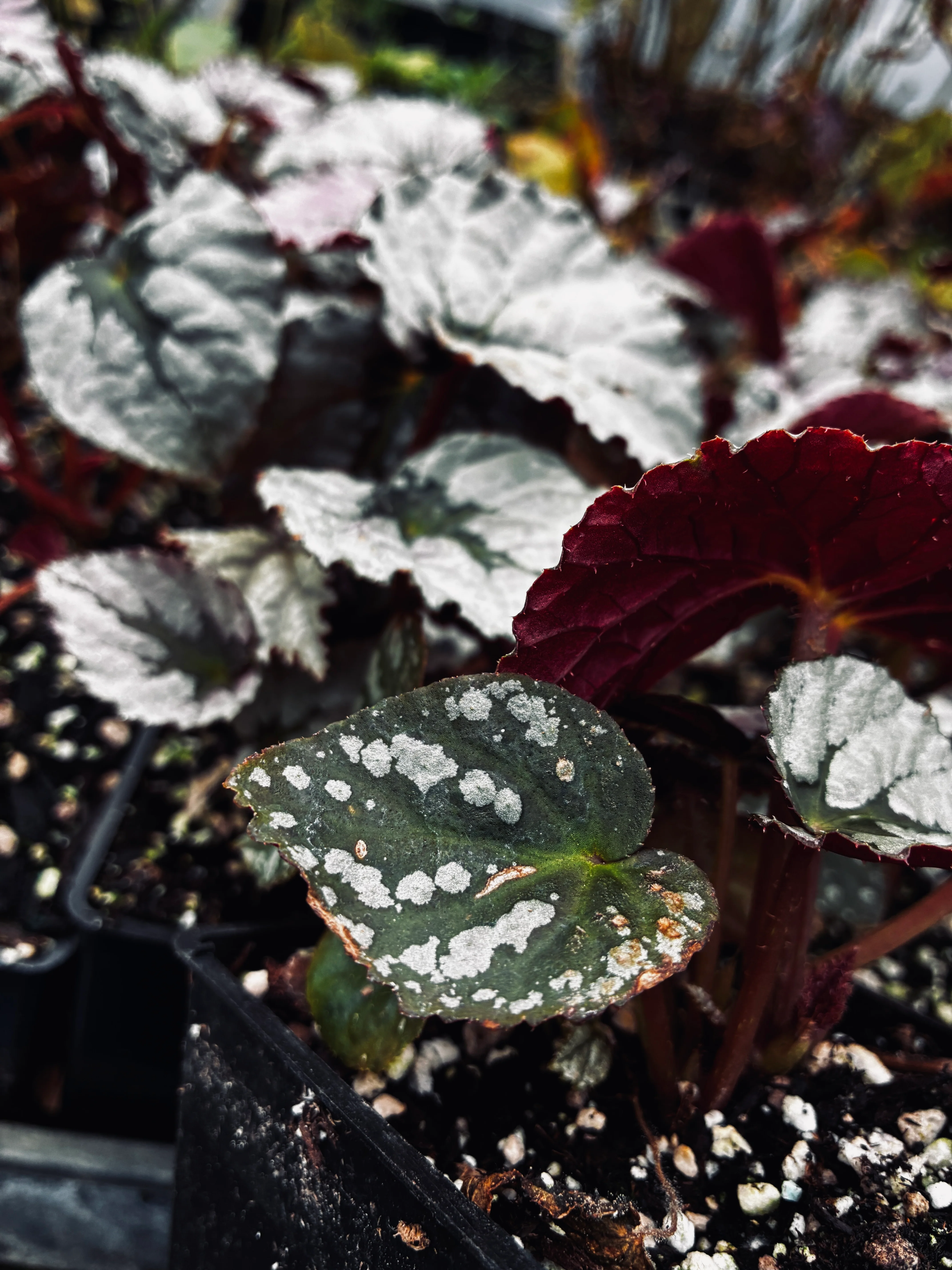 *RETAIL - Begonia Silver™ 'Treasure' - Image 2