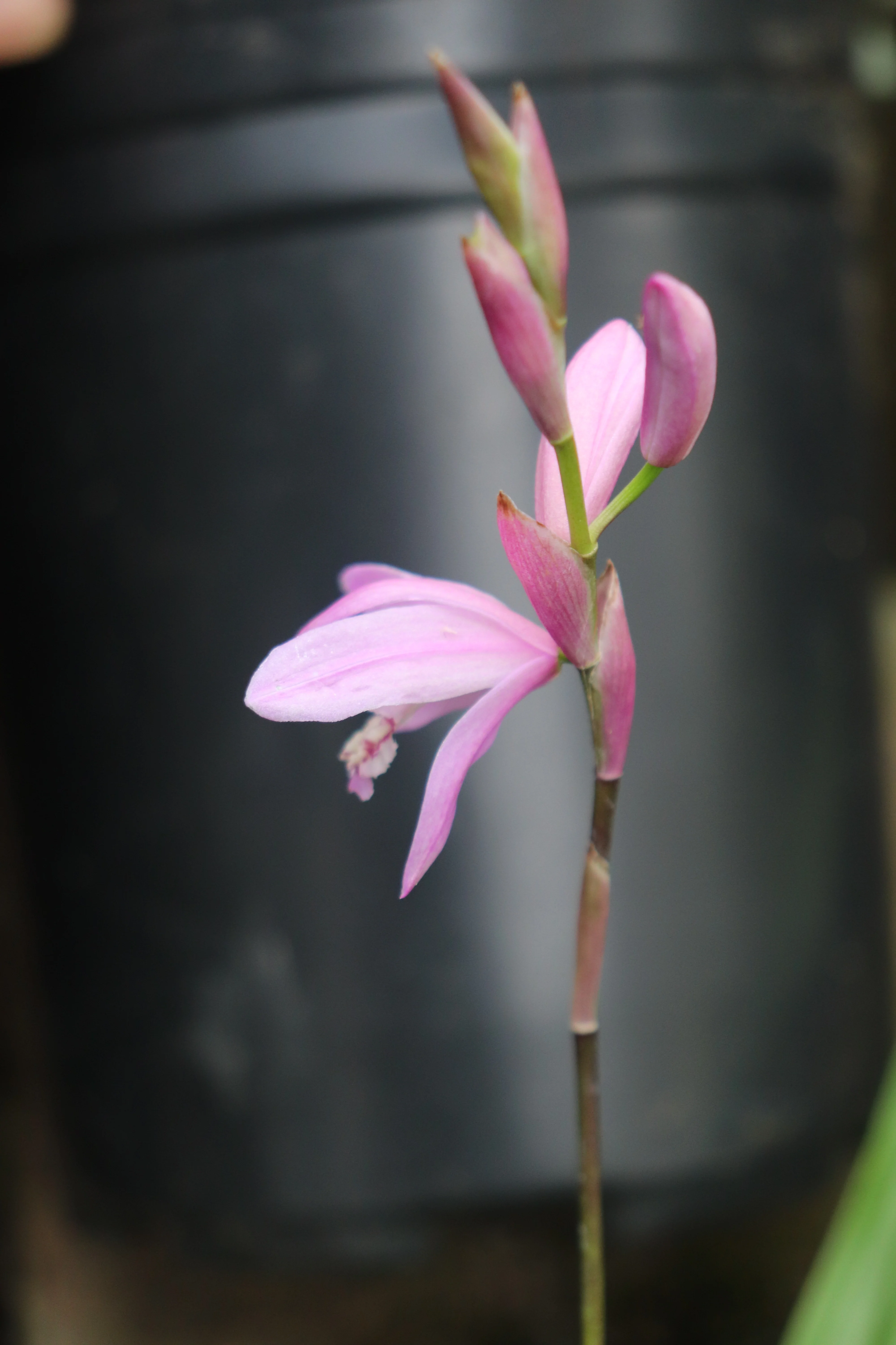 *RETAIL - Bletilla [Light Pink] - Image 2