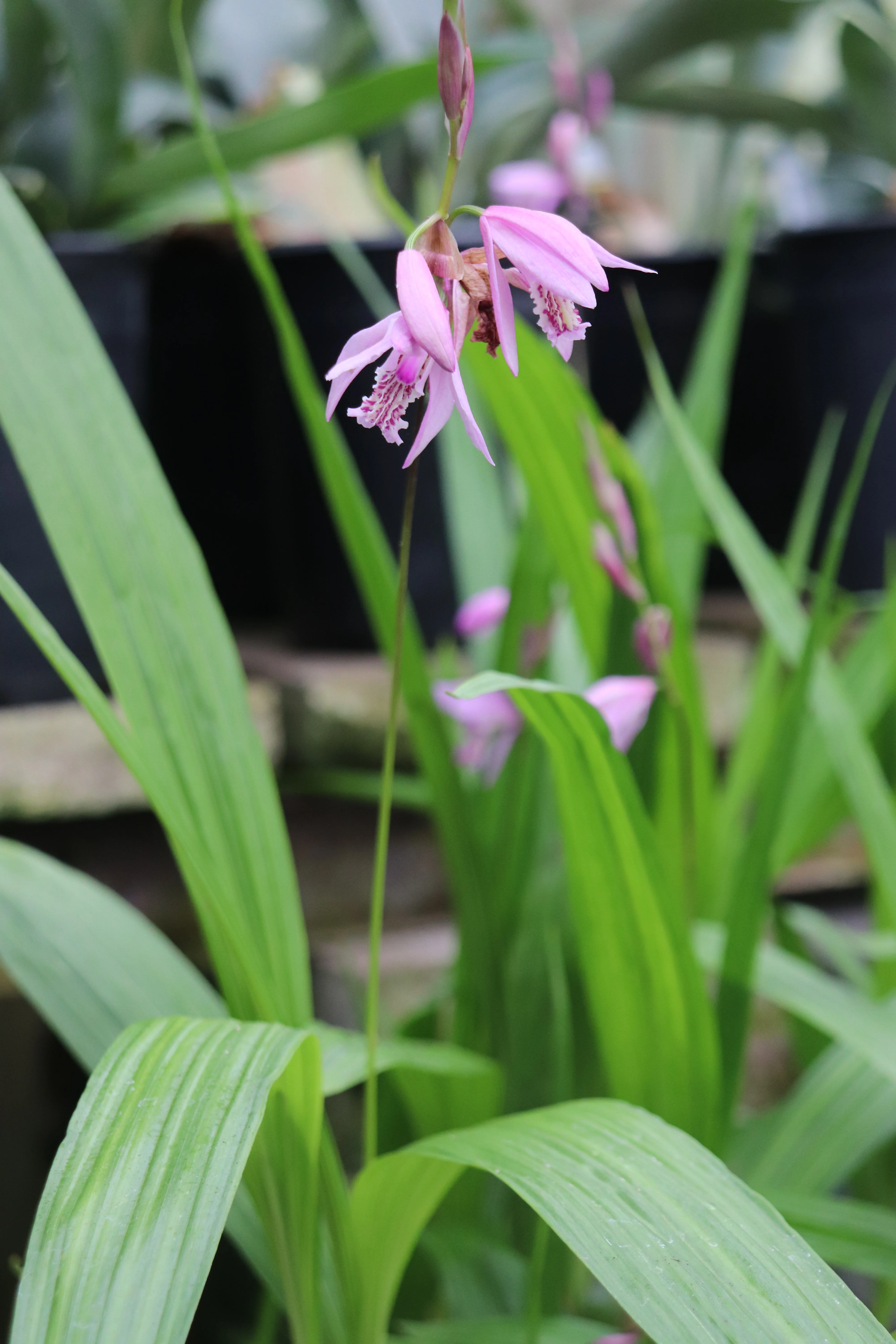 *RETAIL - Bletilla [Light Pink] - Image 3