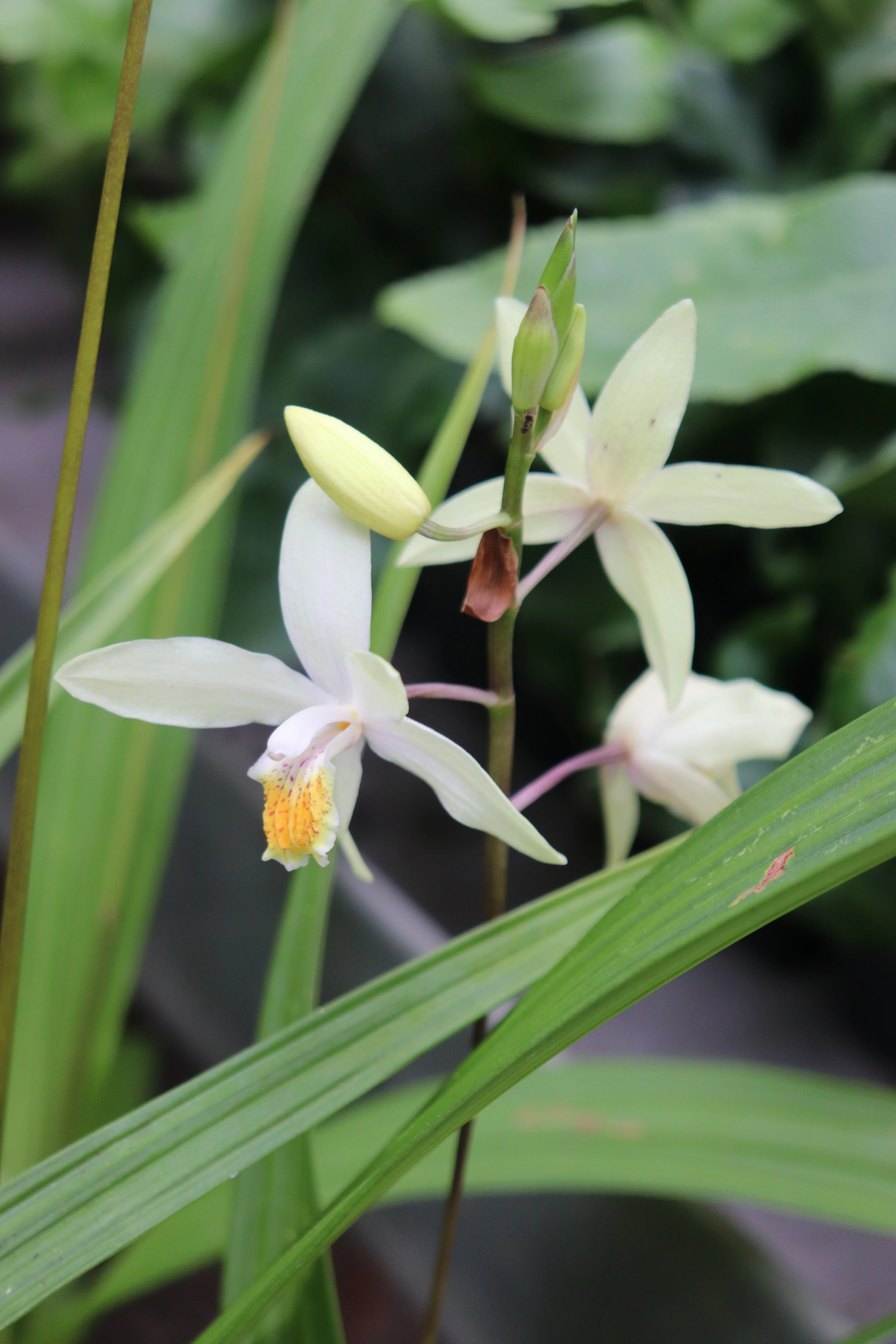 *RETAIL - Bletilla ochracaea 'Chinese Butterfly' - Image 2