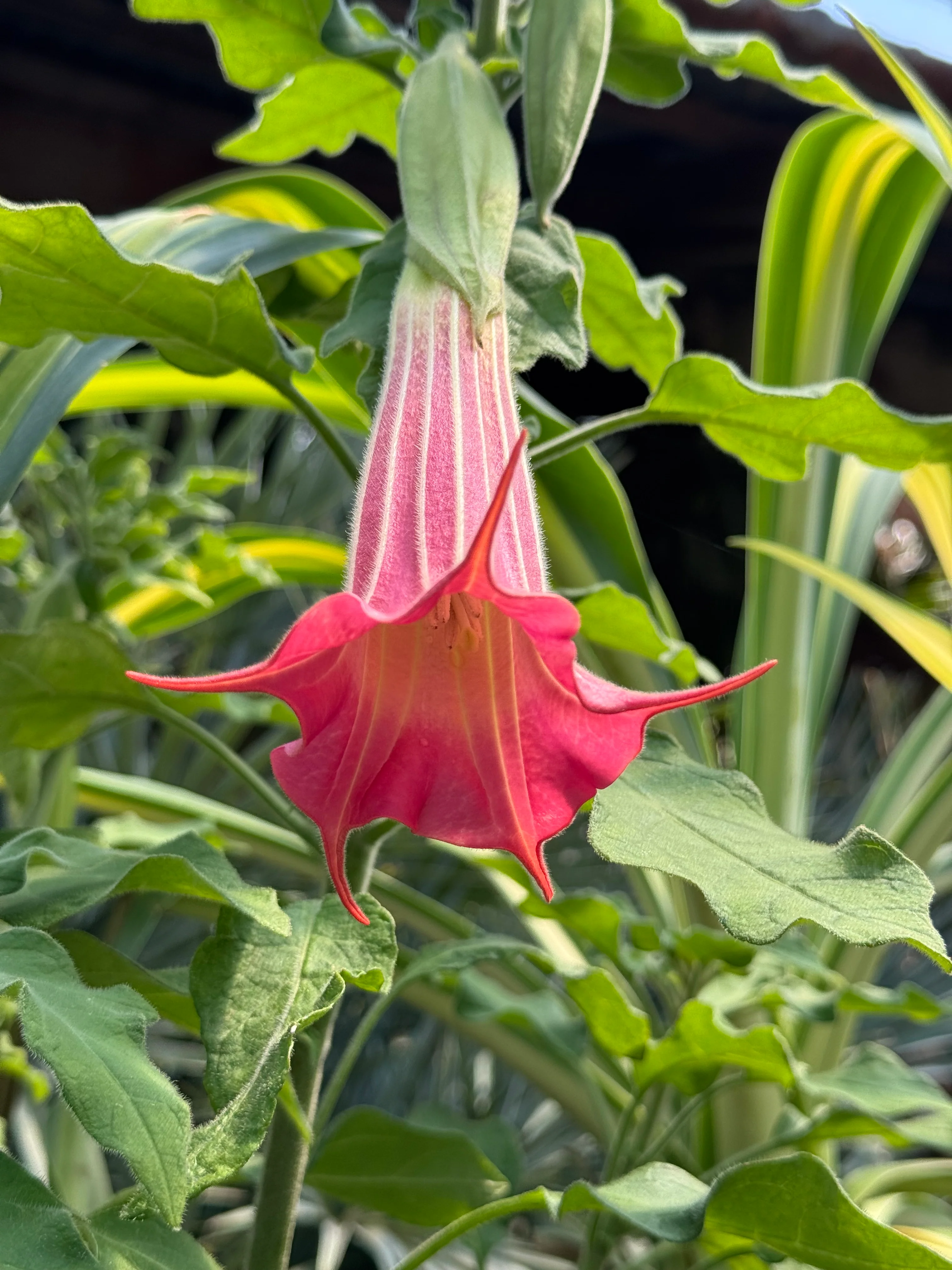 *RETAIL - Brugmansia sanguinea 'Inca Princess'