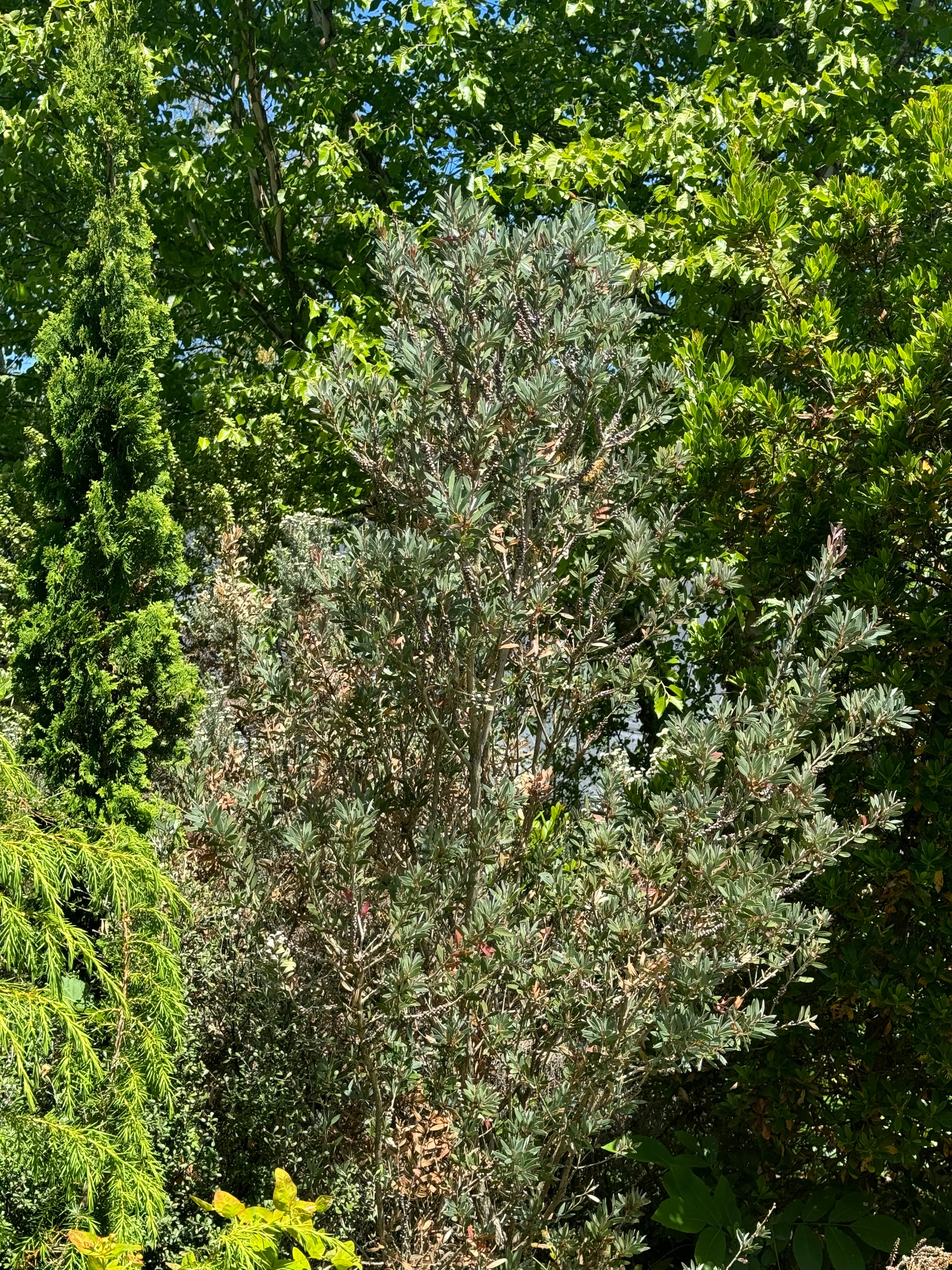 Callistemon pallidus 'Best Blue'