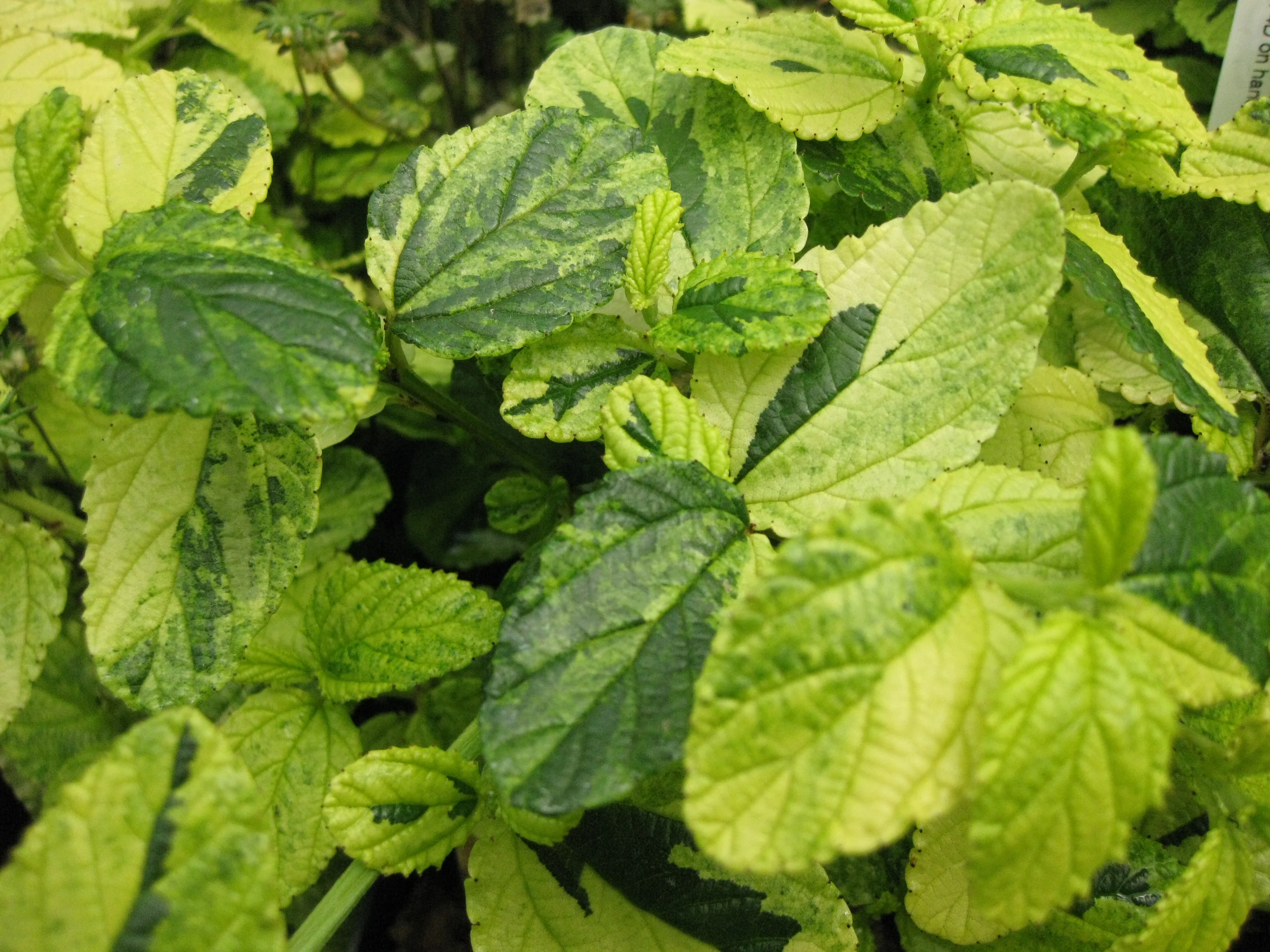 *RETAIL - Ceanothus thyrsiflorus 'Zanzibar'