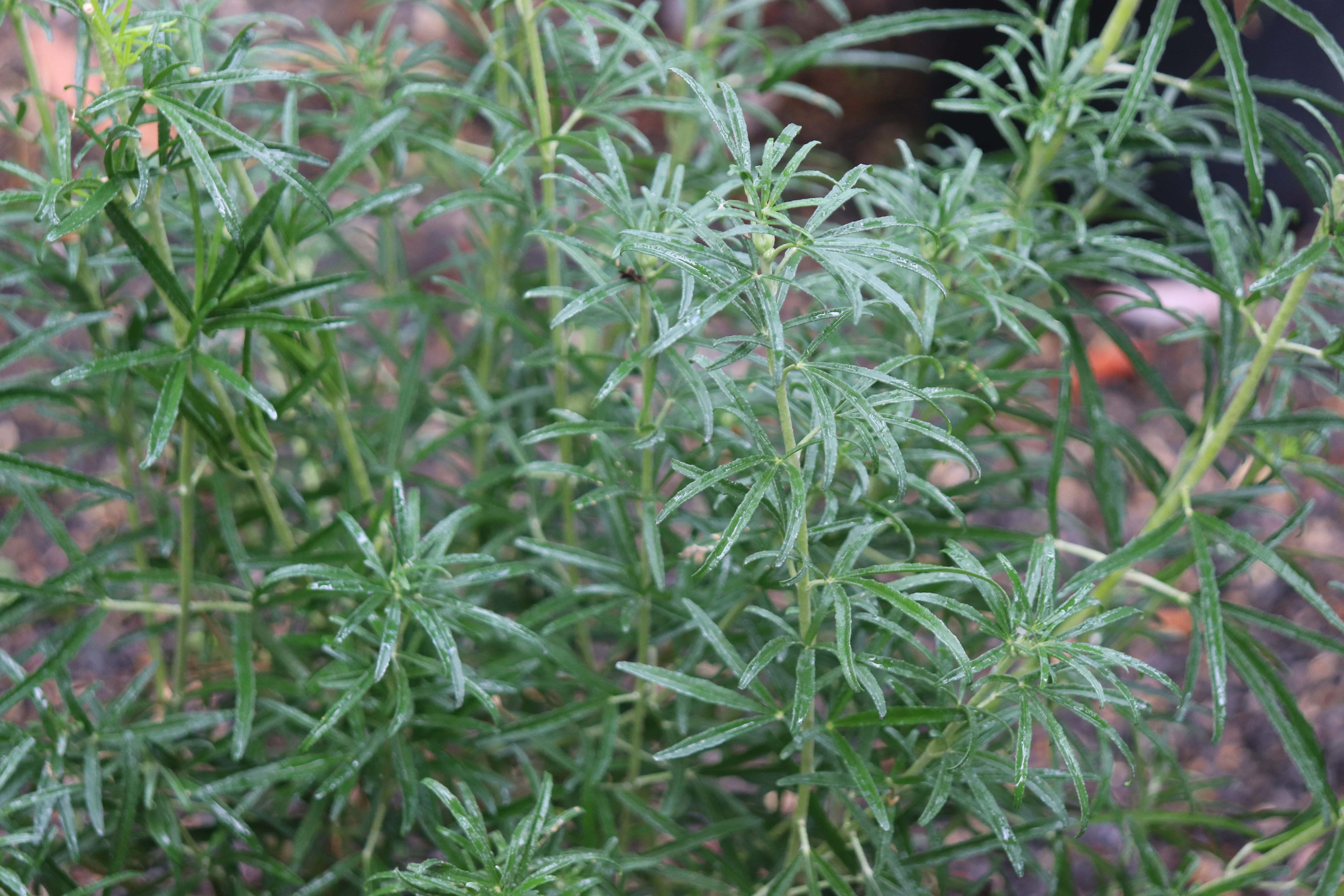 Choisya 'Bluestone' - Image 2