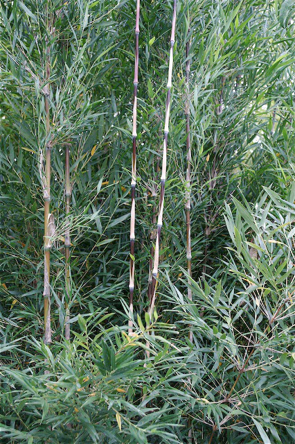 Chusquea mimosa [Marcia Donahue seedlings]