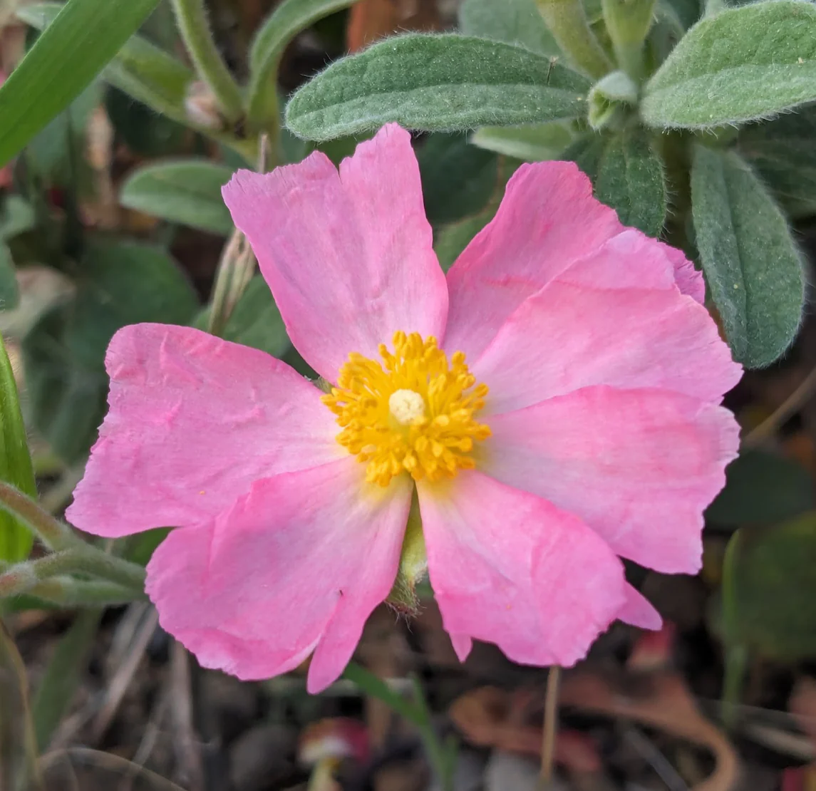 *RETAIL - Cistus 'Bicolor Pink'
