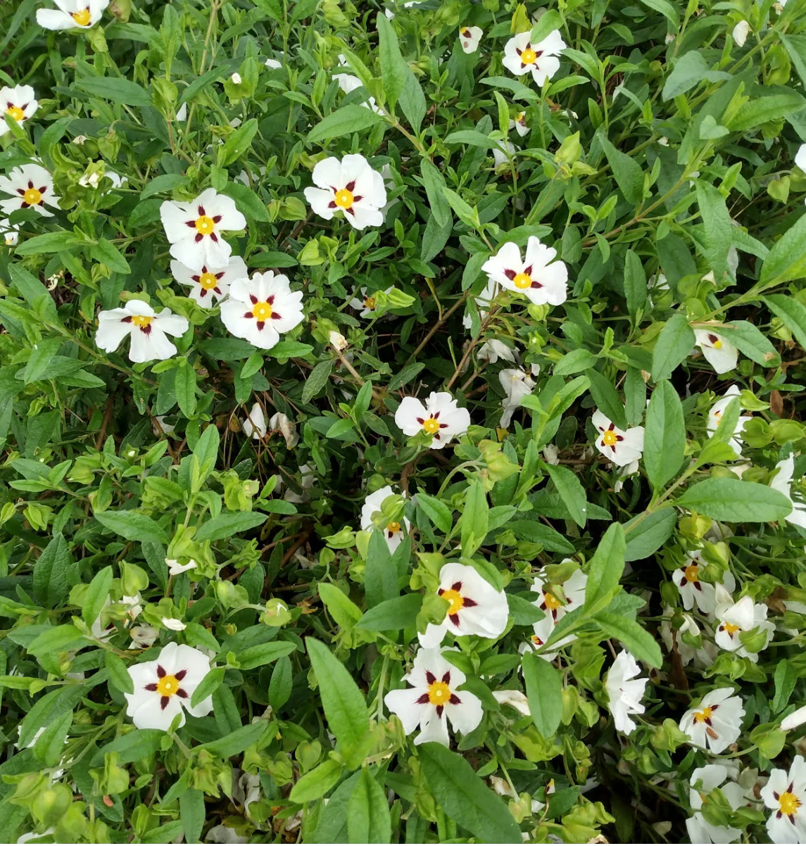 *RETAIL - Cistus 'Gordon Cooper'