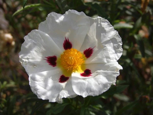 *RETAIL - Cistus x dansereaui 'Jenkyn Place'