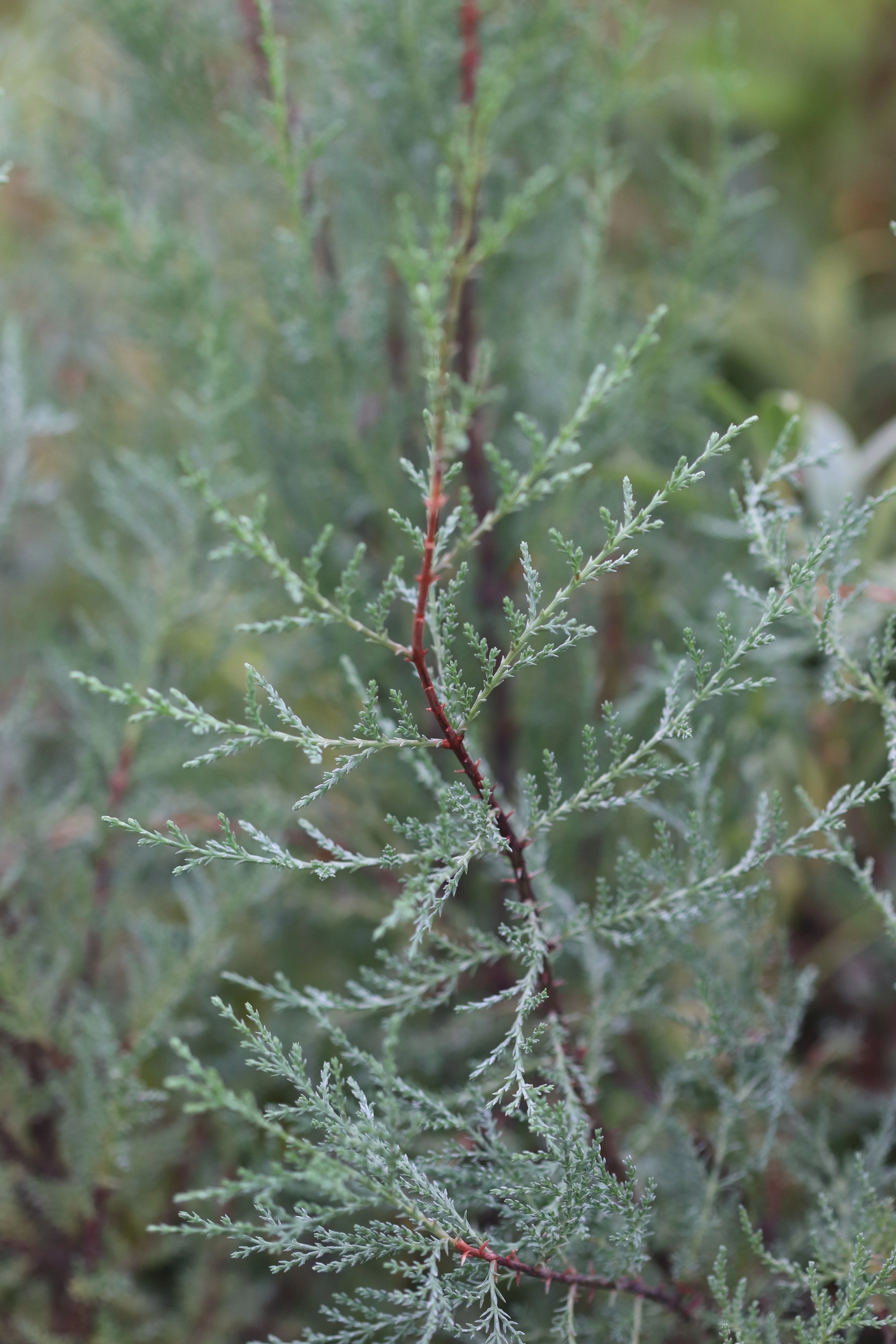*RETAIL - Cupressus macnabiana 'Blue'