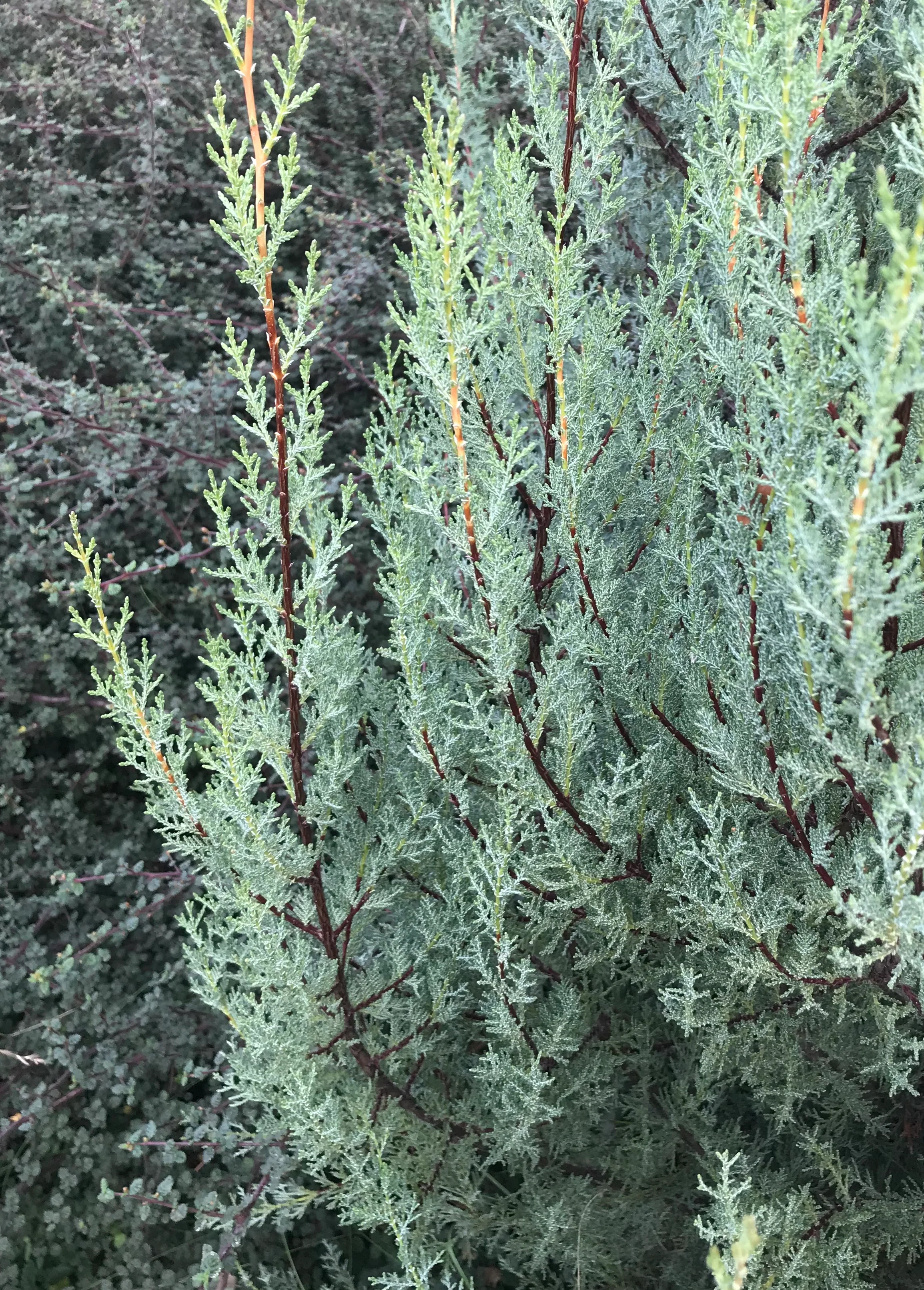 *RETAIL - Cupressus macnabiana [Walker Ridge Rd.]
