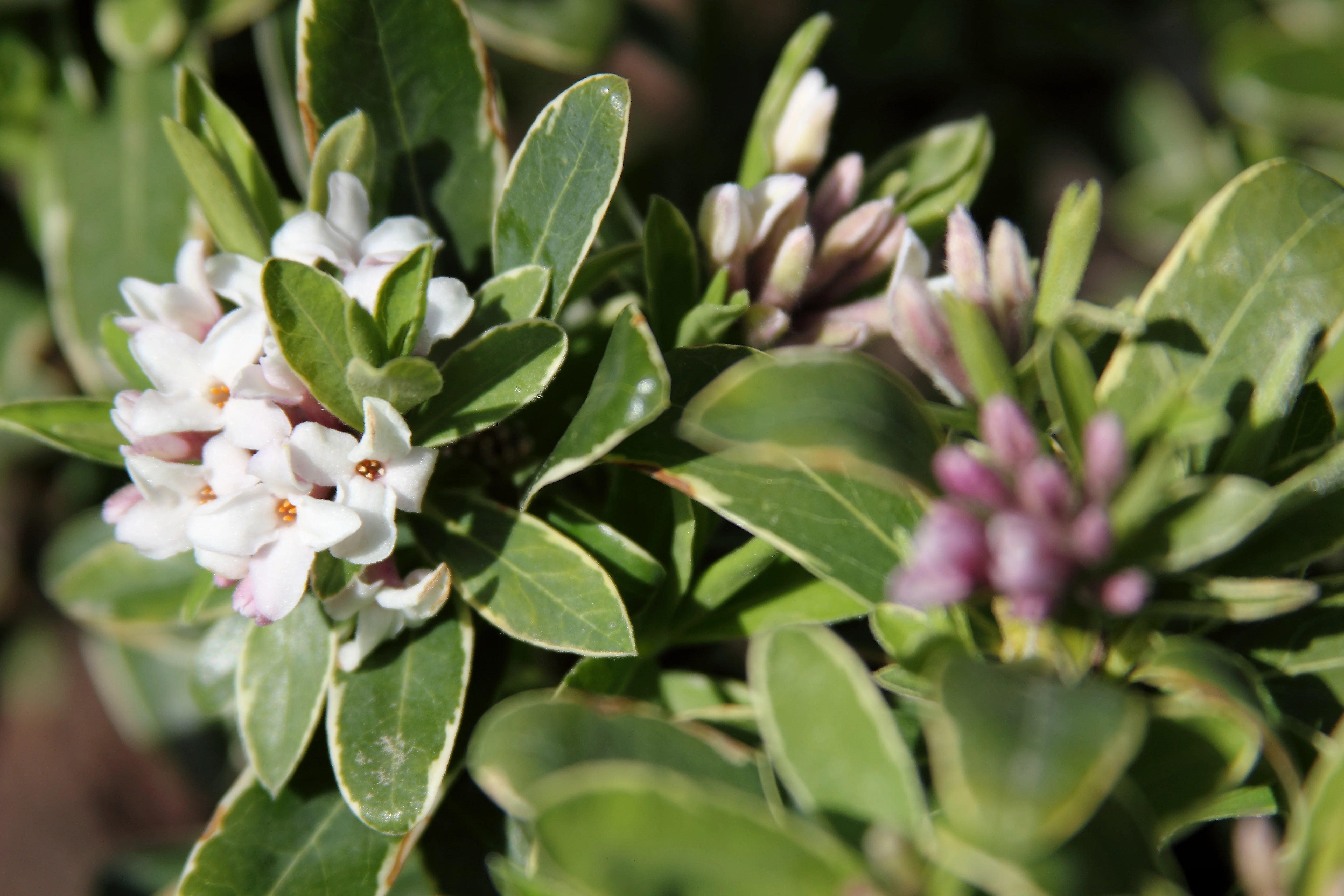 *RETAIL - Daphne x transatlantica 'Summer Ice' - Image 3