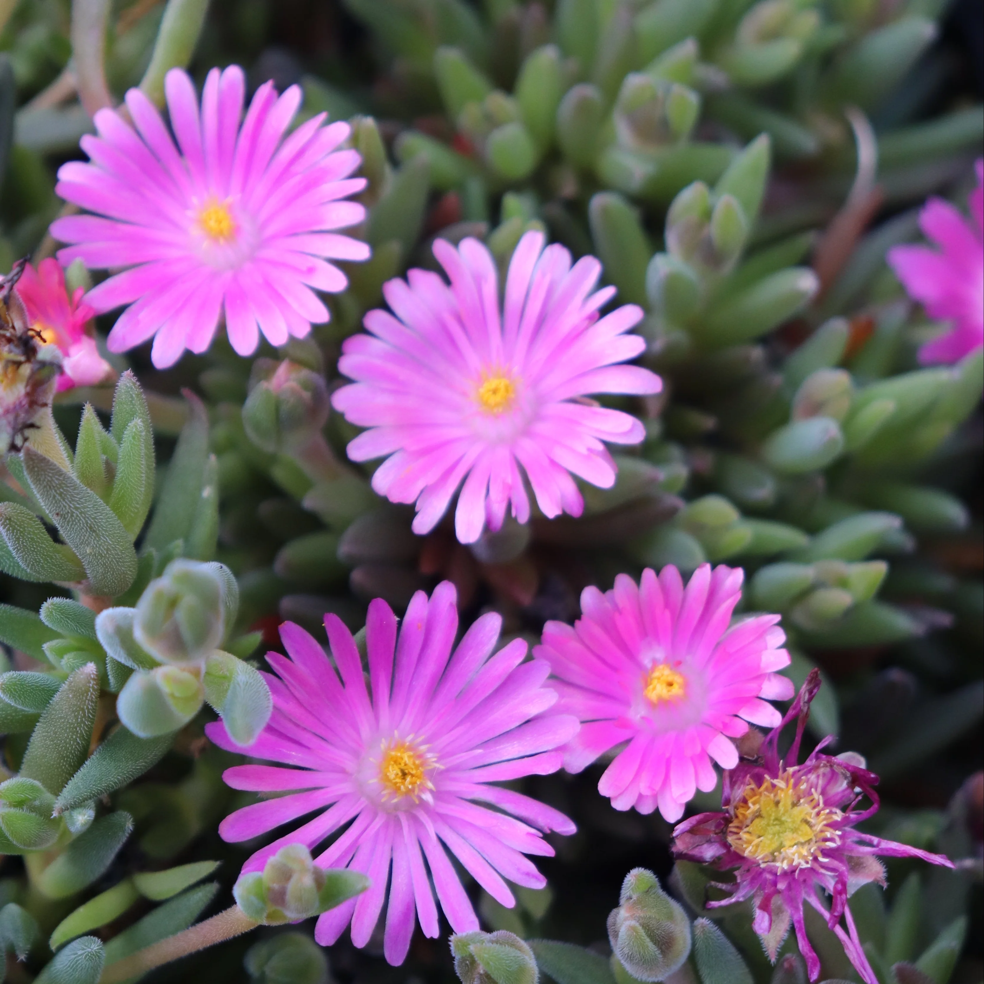*RETAIL - Delosperma x 'Jewel of the Desert Candystone'