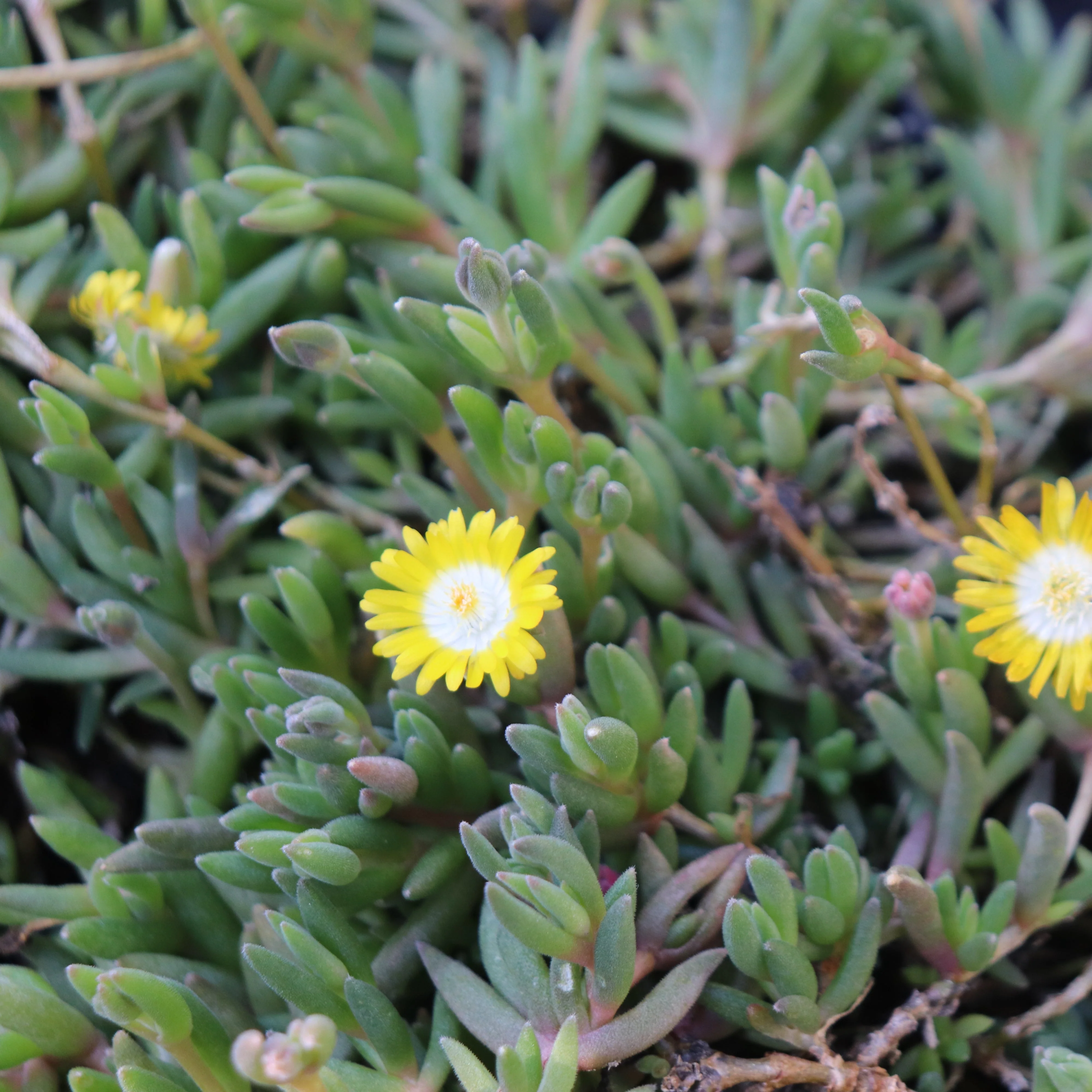 *RETAIL - Delosperma x 'Jewel of the Desert Peridot'