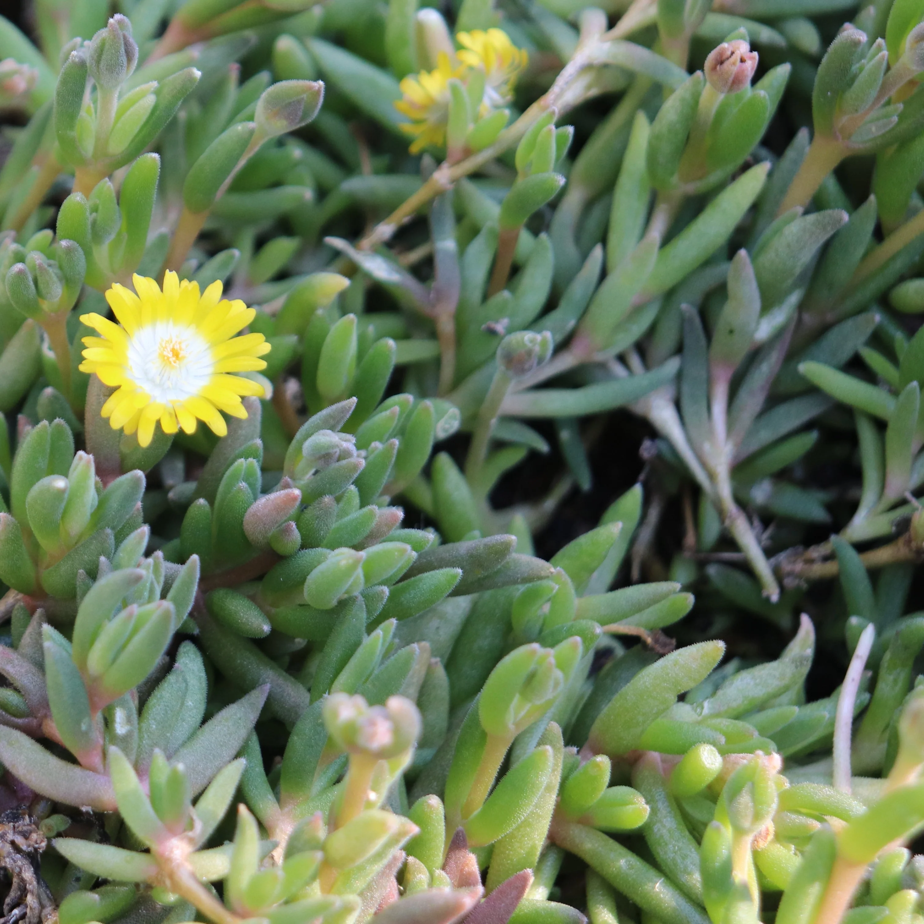 *RETAIL - Delosperma x 'Jewel of the Desert Peridot' - Image 2