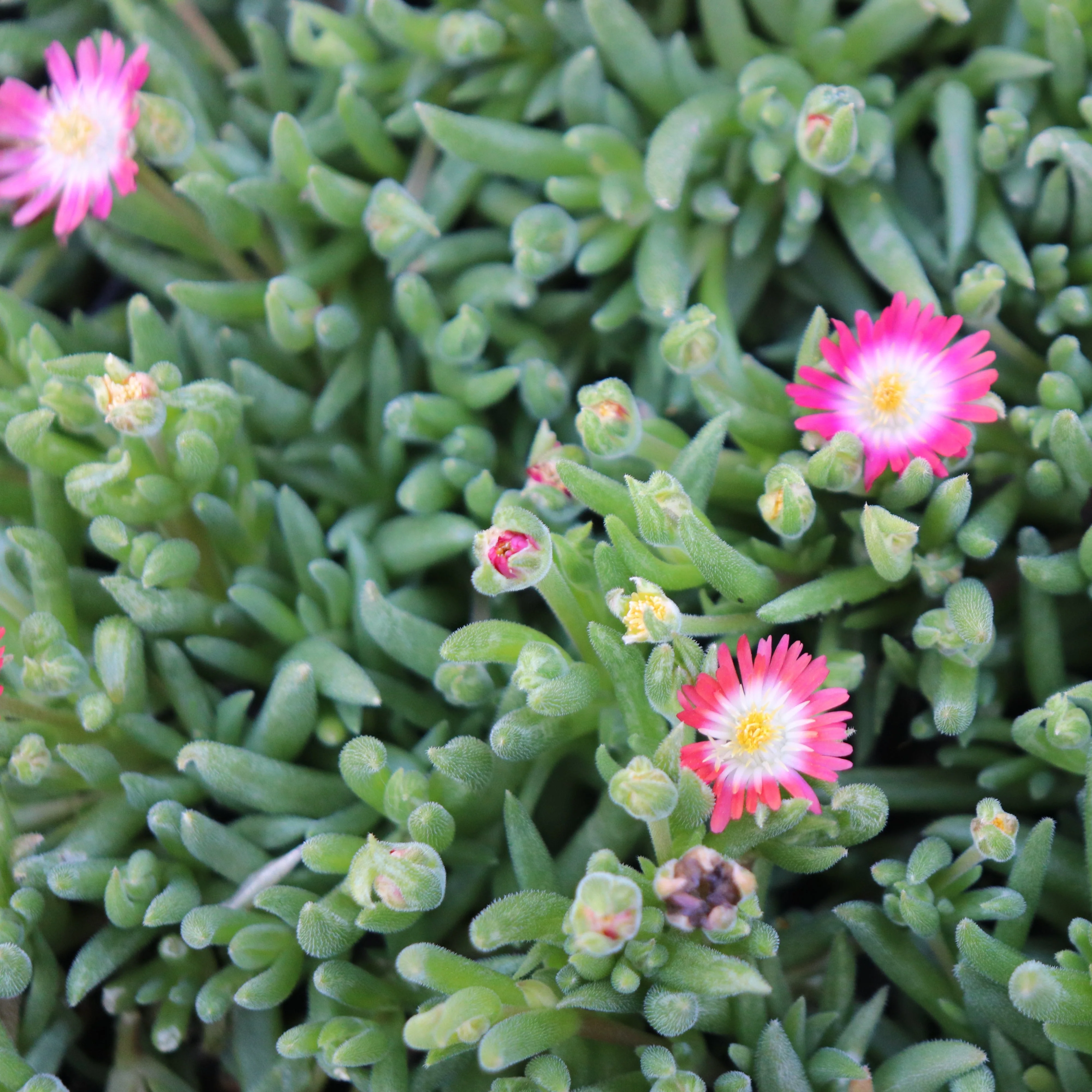 *RETAIL - Delosperma x 'Jewel of the Desert Ruby' - Image 2