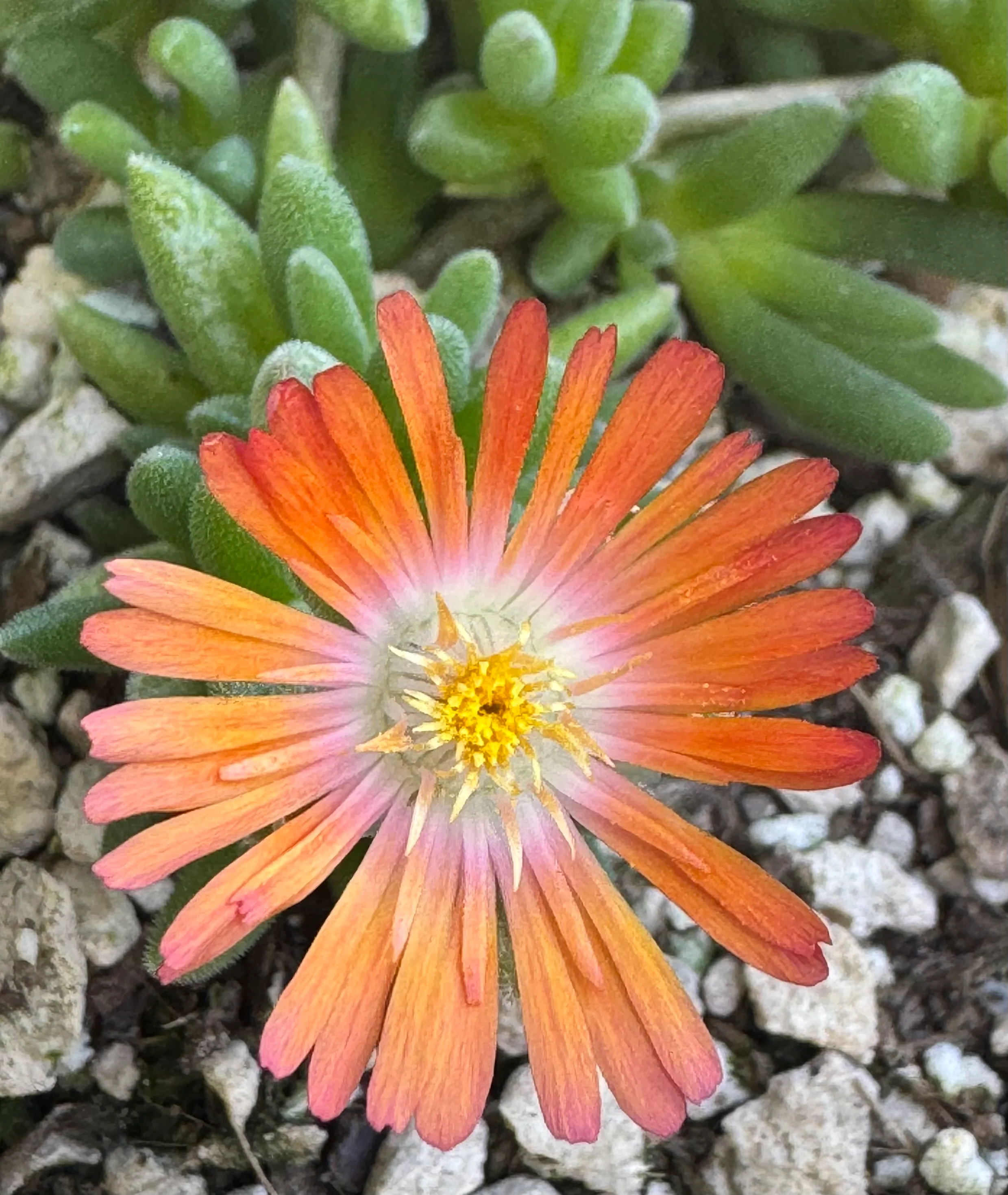 *RETAIL - Delosperma x 'Jewel of the Desert Topaz' - Image 2