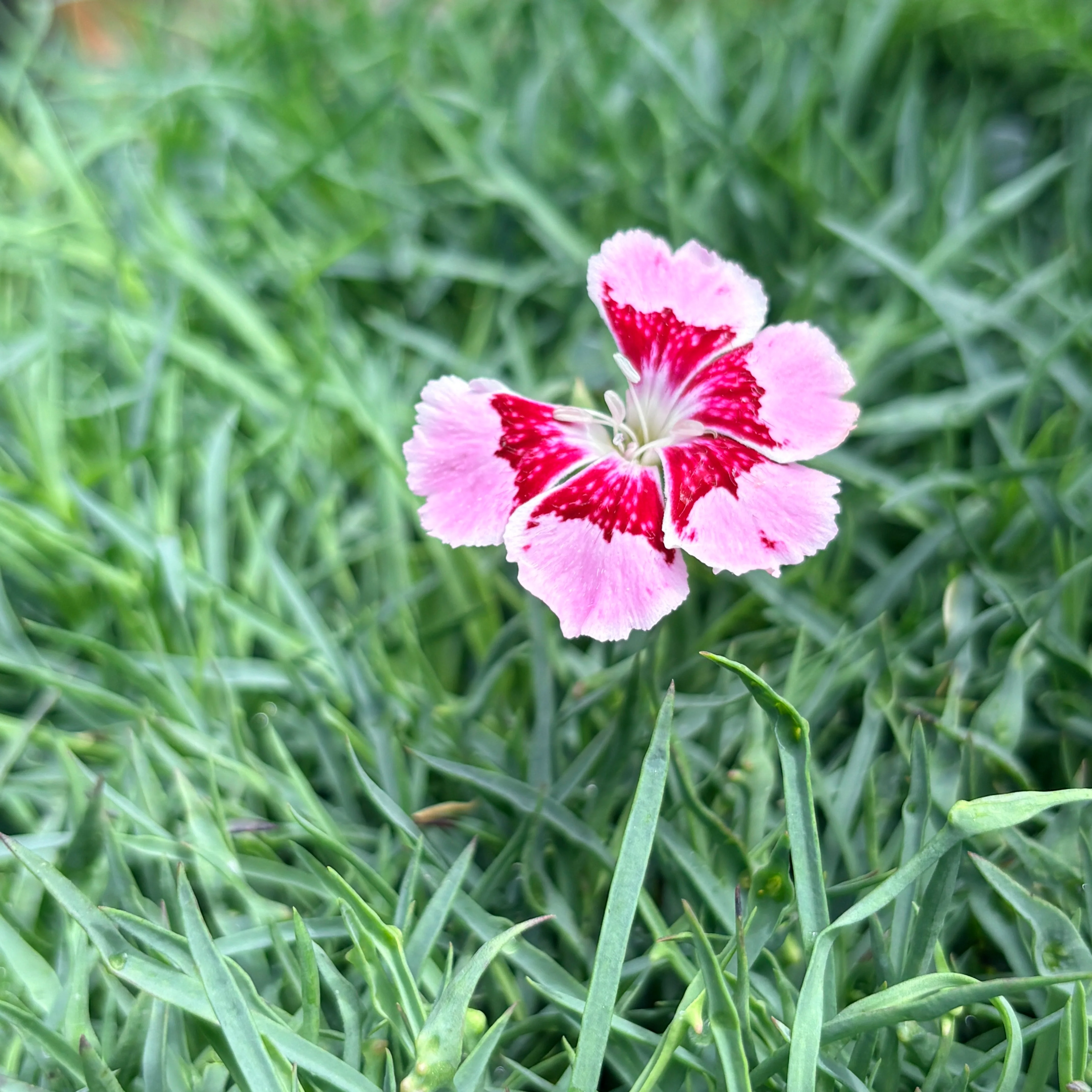*RETAIL - Dianthus gratianopolitanus 'Spotty'