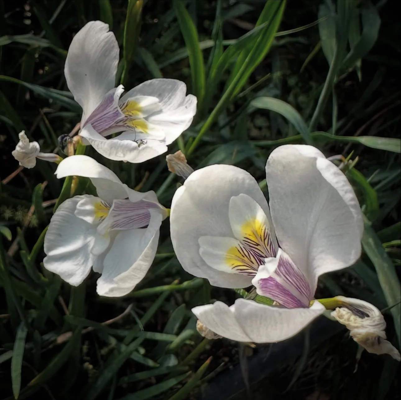 Diplarrena moraea