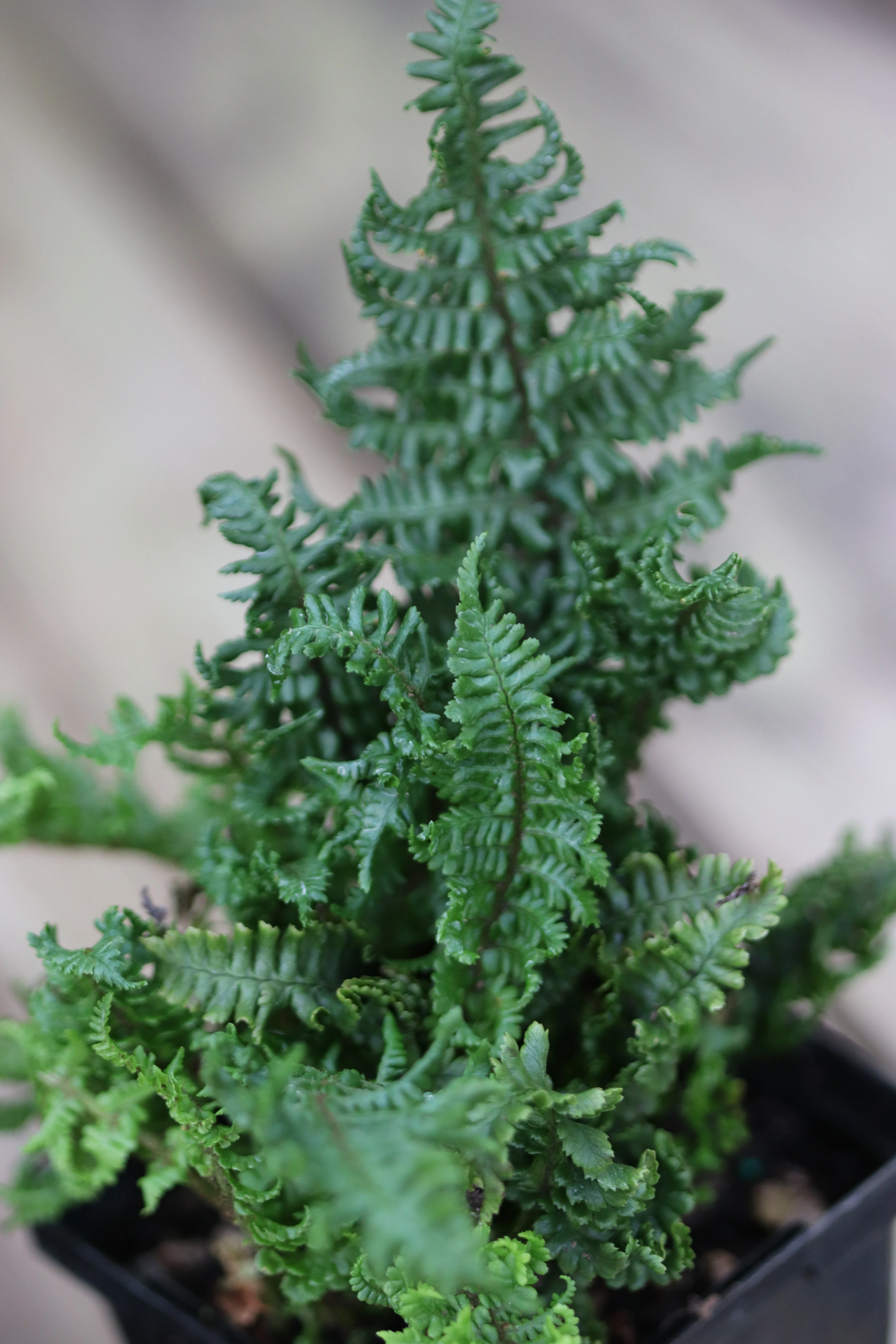 *RETAIL - Dryopteris affinis 'Crispa Congesta' - Image 3