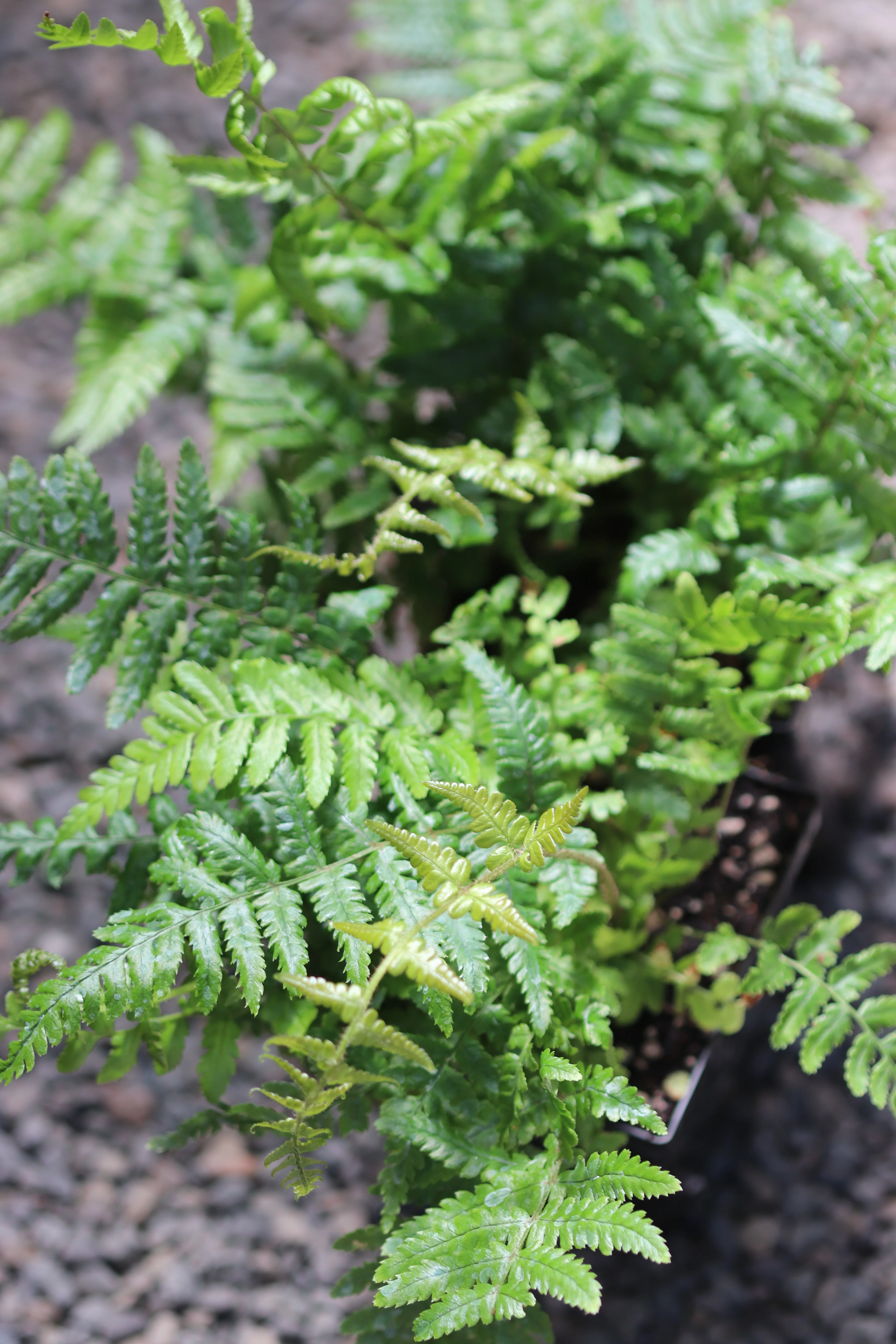 *RETAIL - Dryopteris wallichiana 'Jurassic Gold' - Image 2