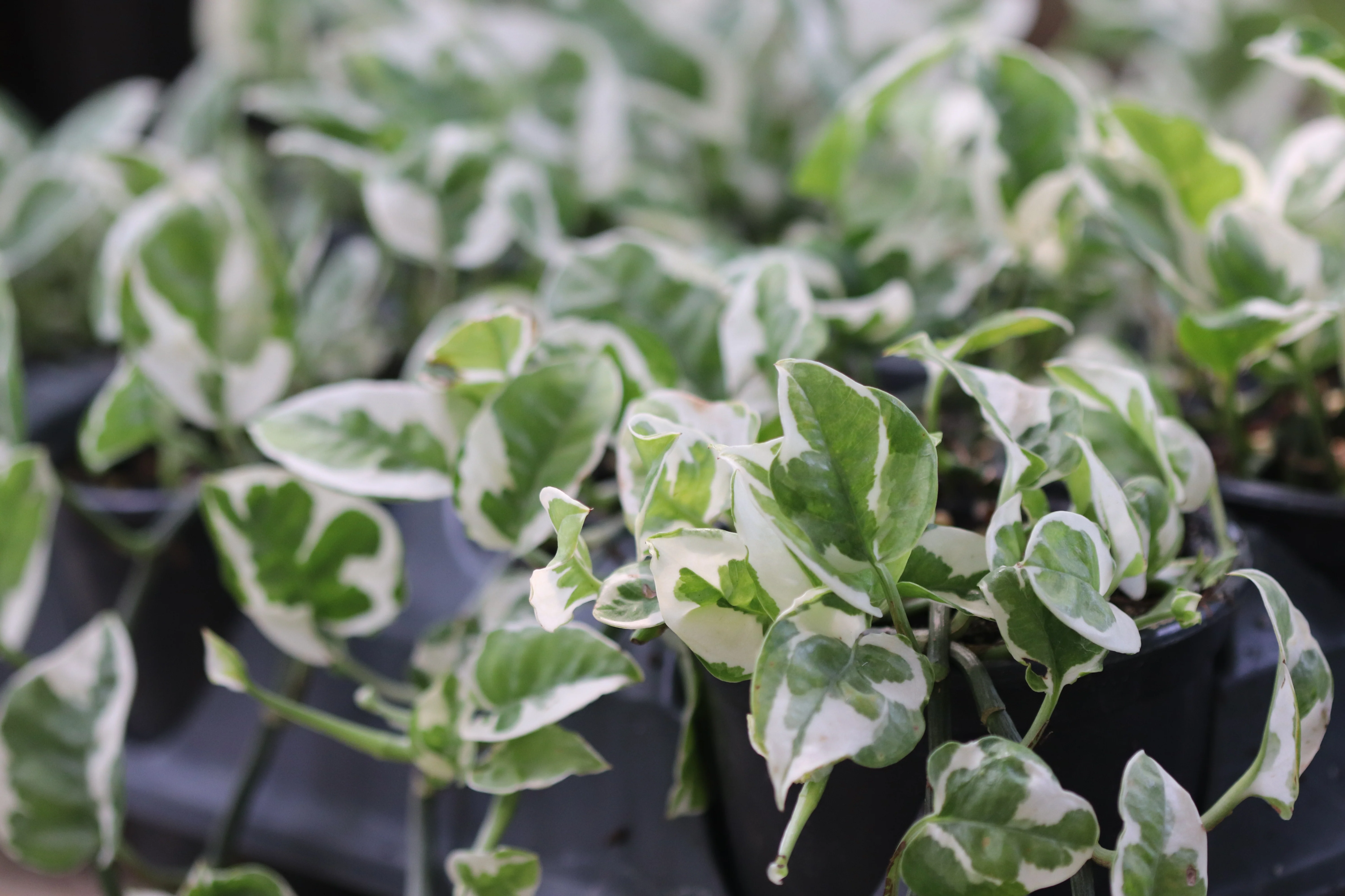 *RETAIL - Epipremnum aureum 'Glacier' - Image 2
