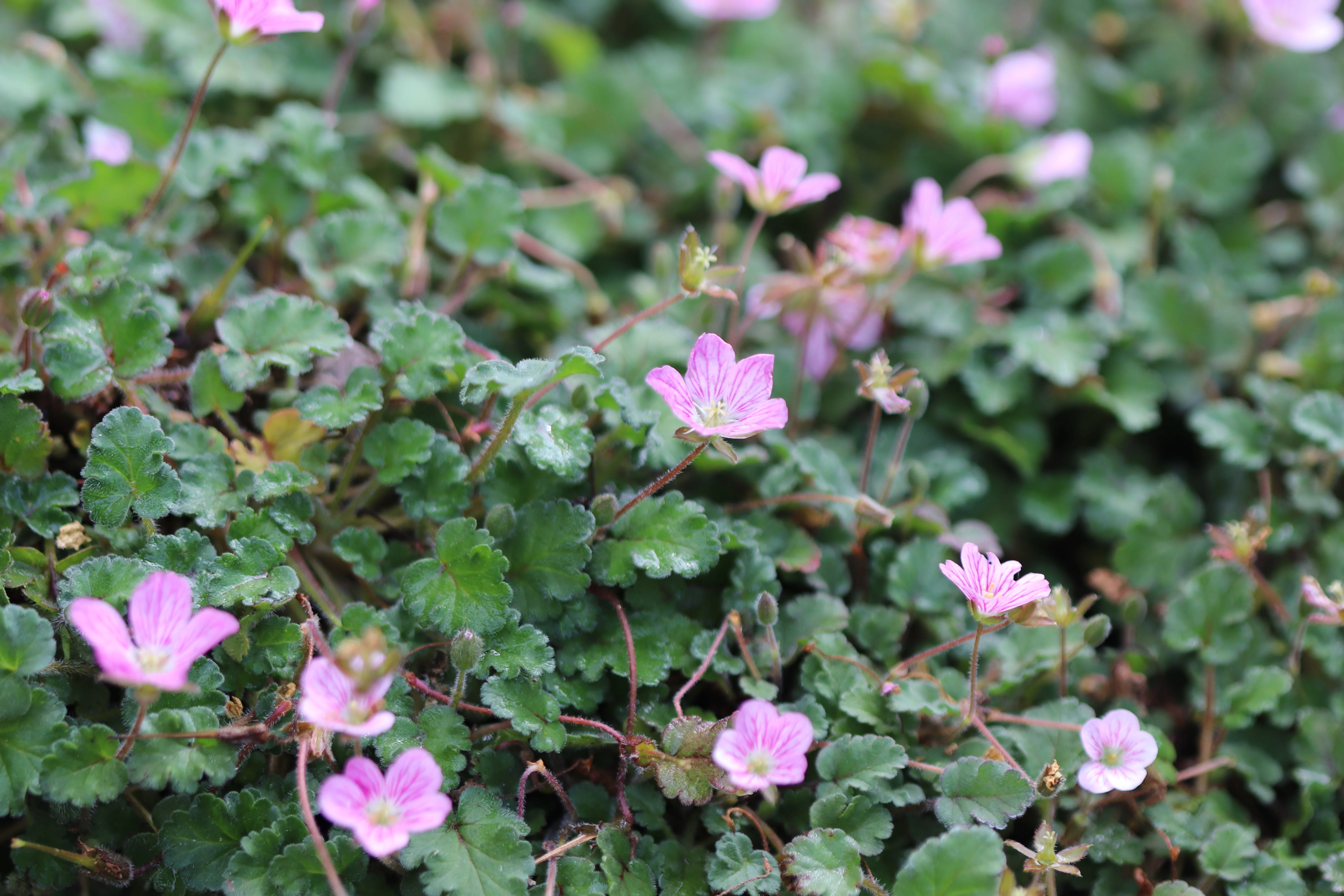 *RETAIL - Erodium reichardii 'Flore Pleno' - Image 2