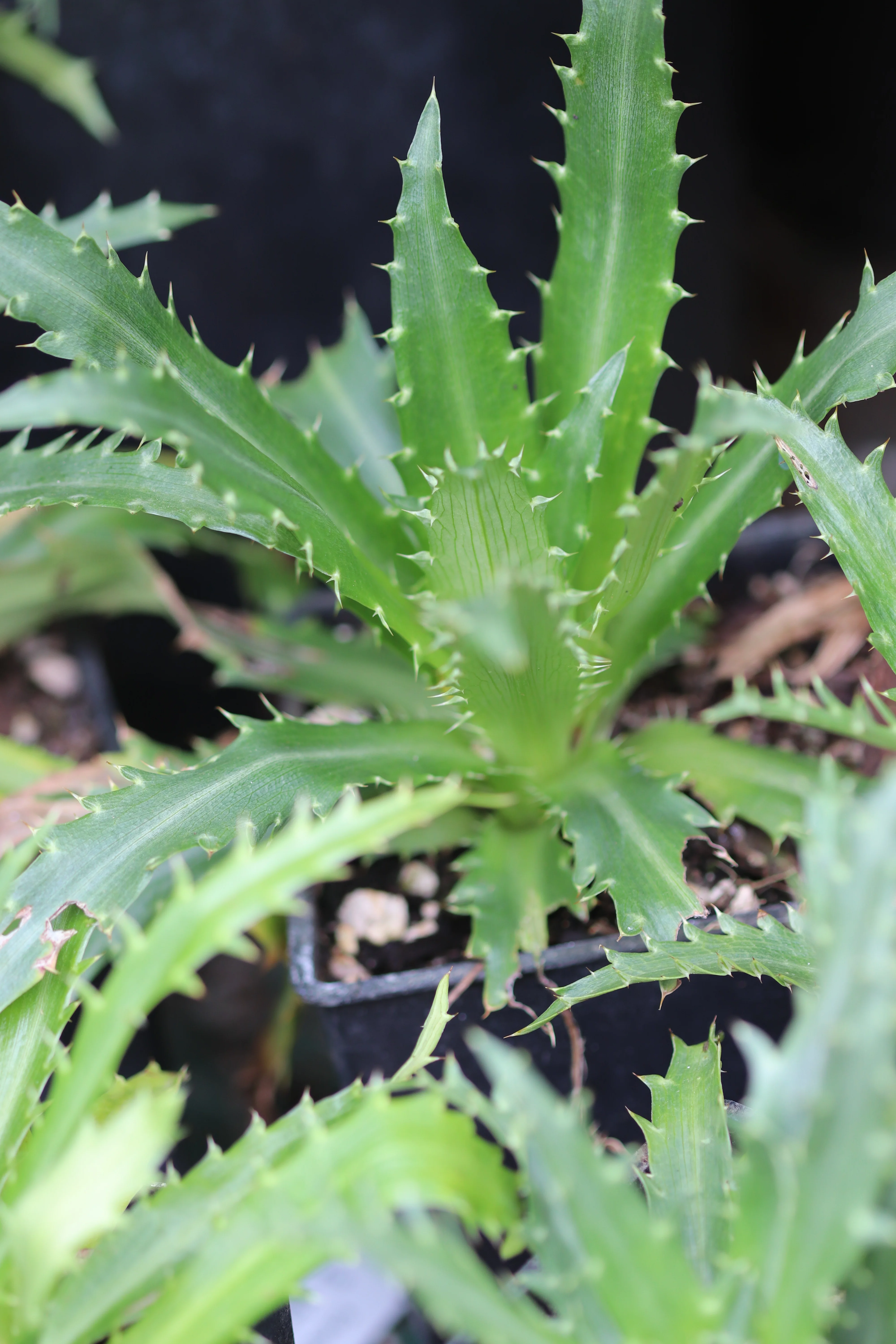 *RETAIL - Eryngium deppeanum - Image 2