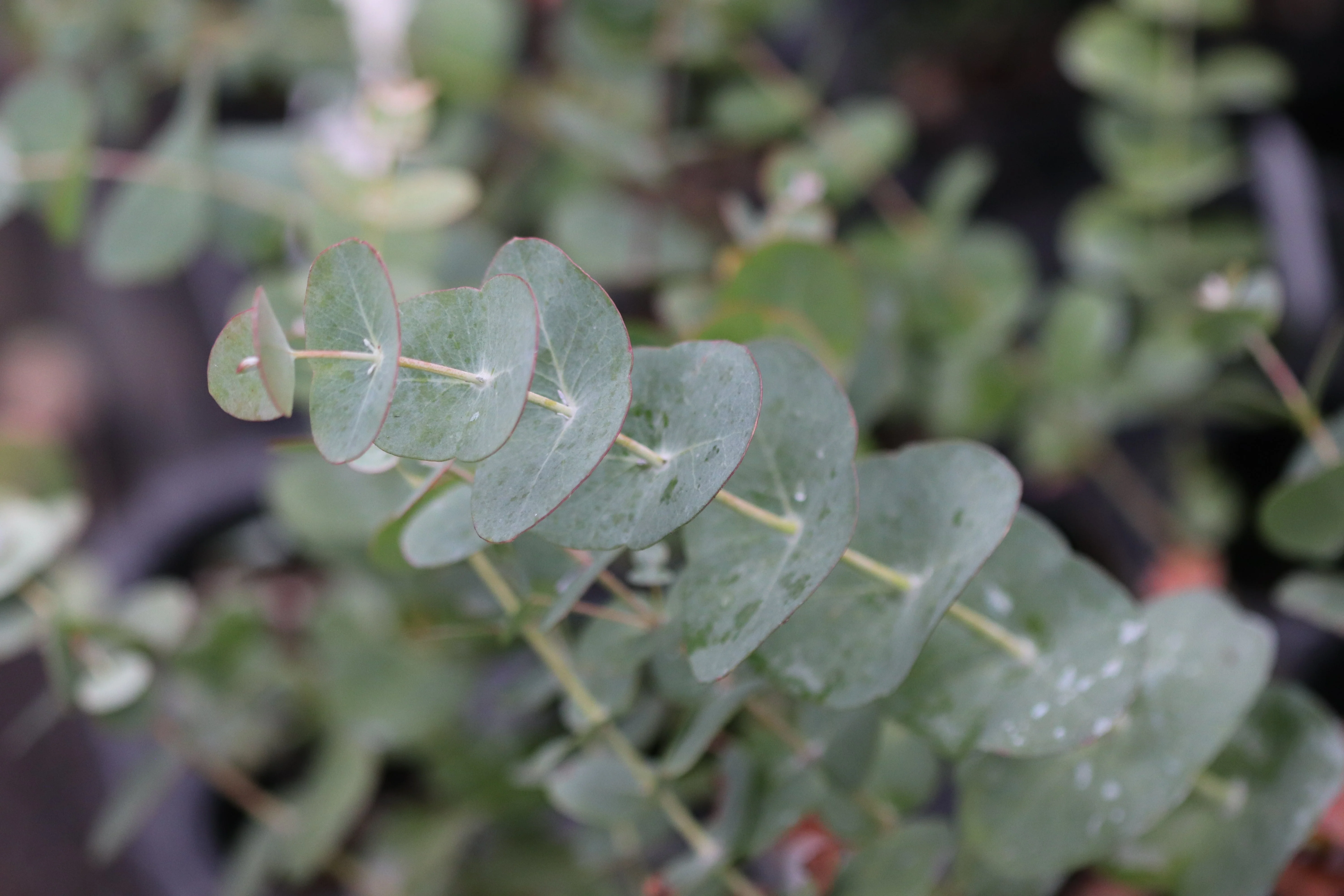 *RETAIL - Eucalyptus perriniana - Image 2
