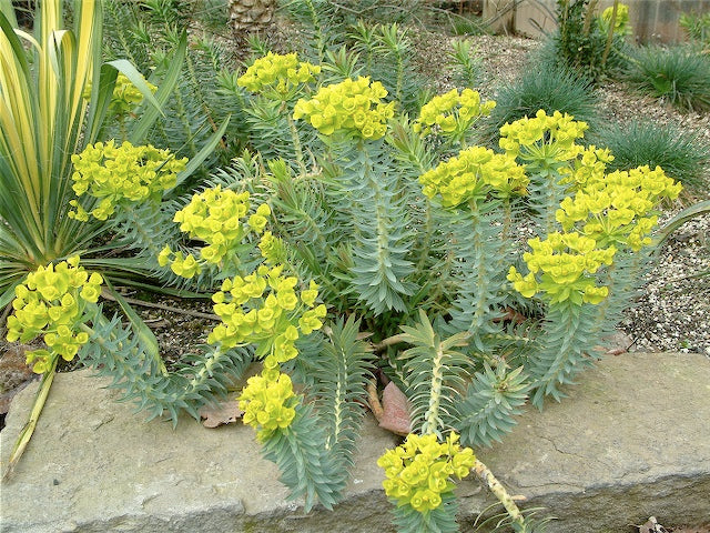 *RETAIL - Euphorbia rigida